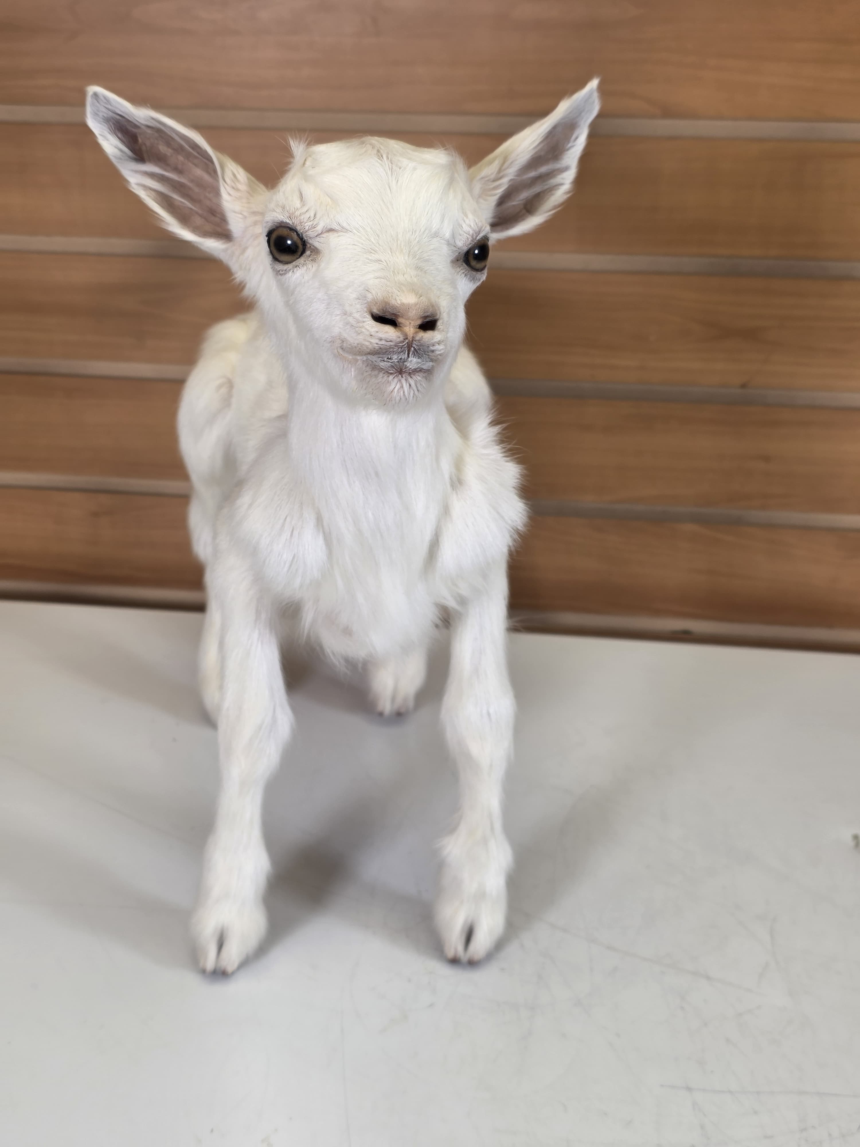 Fhden14 - Boer Kid Goat Taxidermy Mount