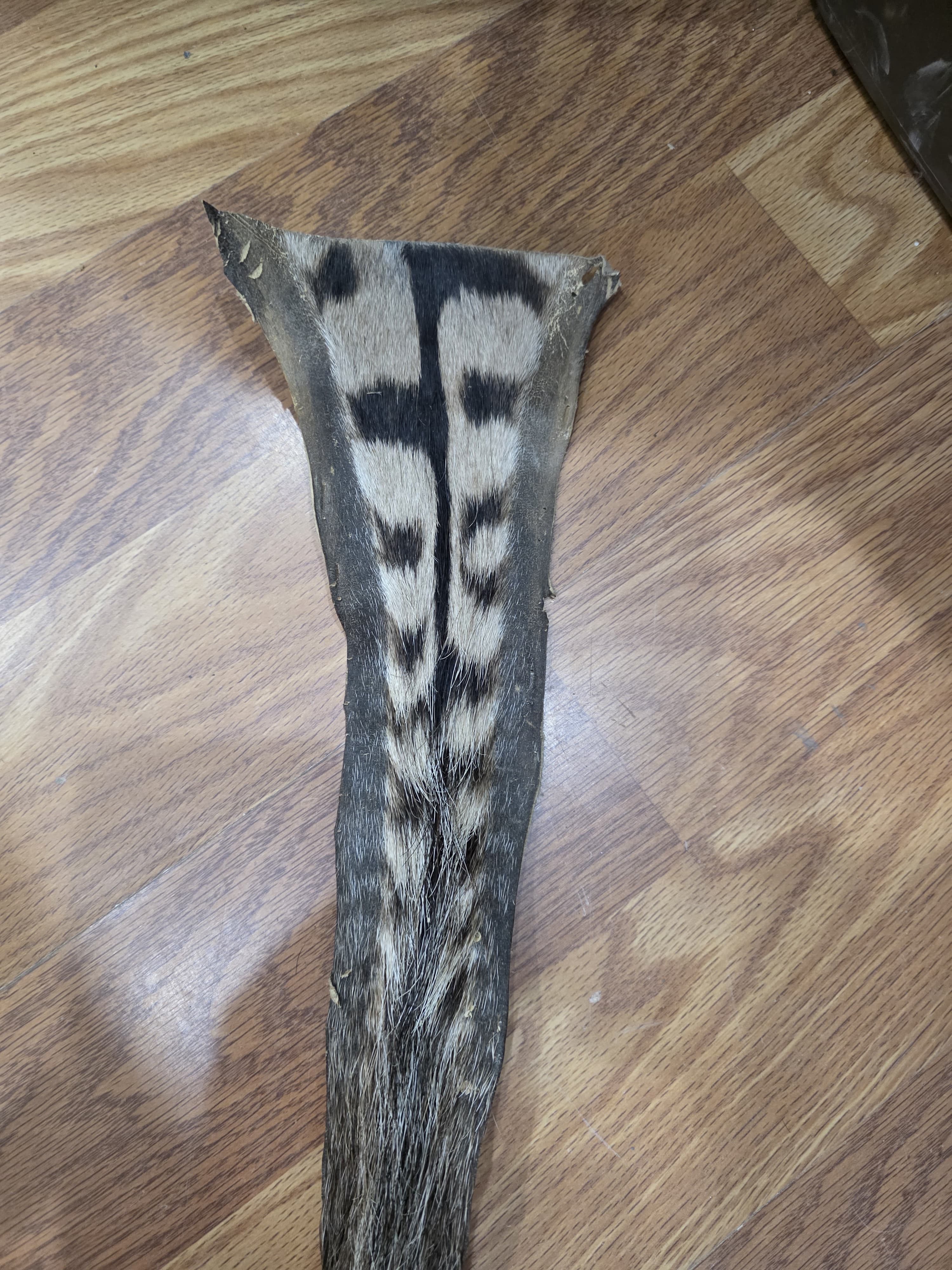 JVTL2 - Zebra Tail 32" | Authentic Wildlife Display