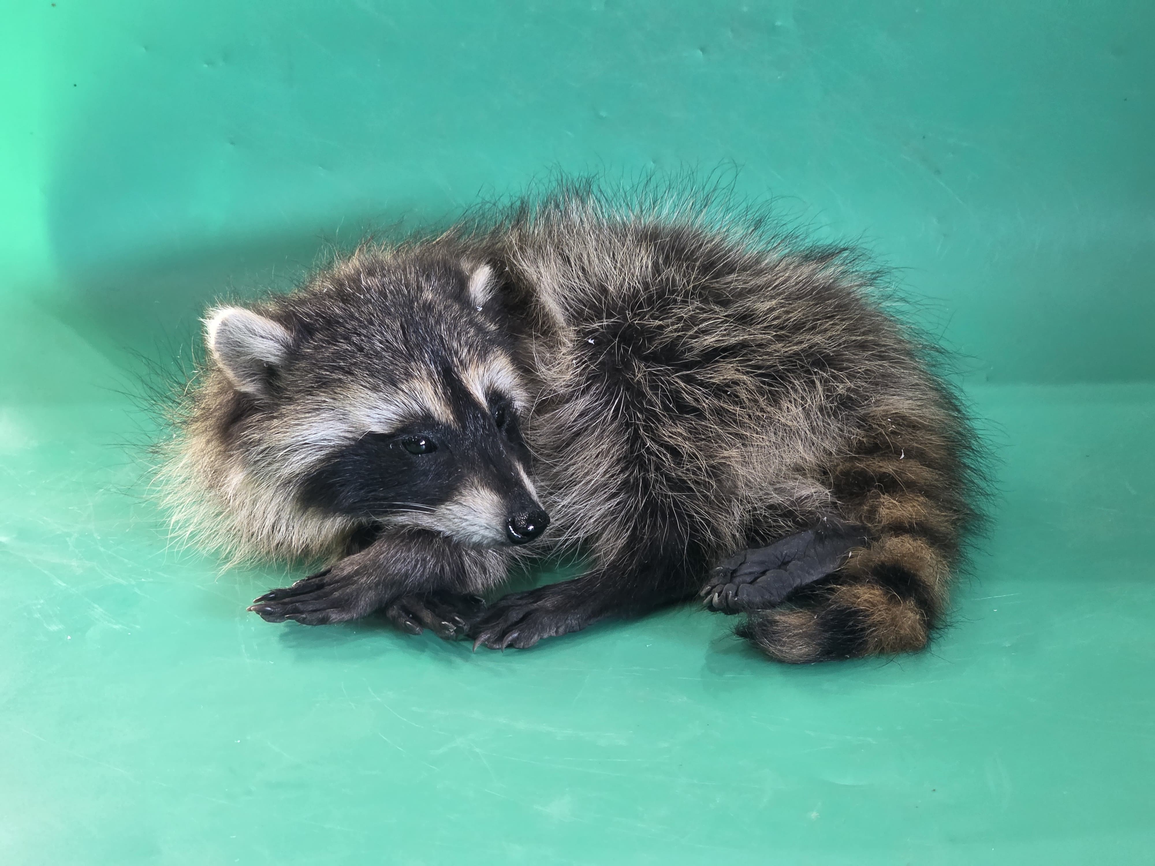 Fhjun10 - baby Raccoon Taxidermy Mount