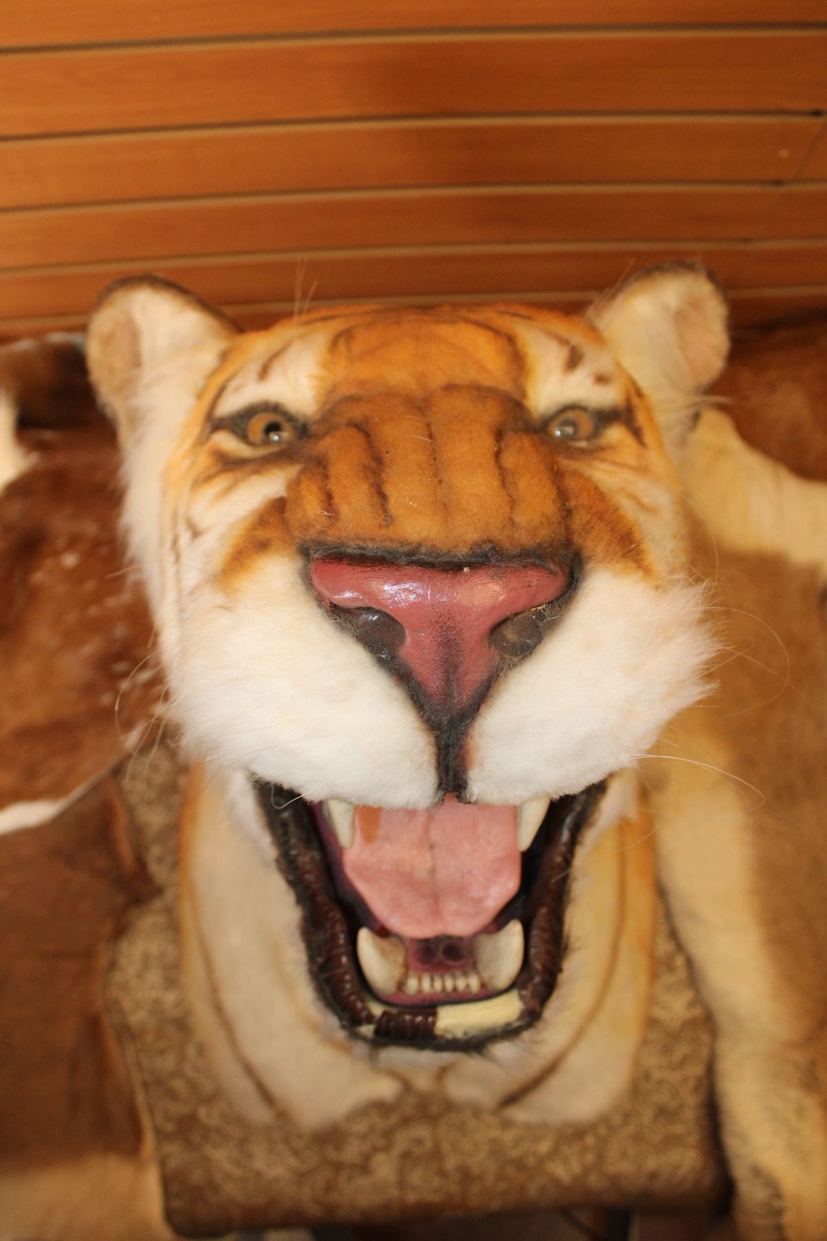 FHRBC09 - reproduction Taxidermy Bengal Tiger Shoulder Mount