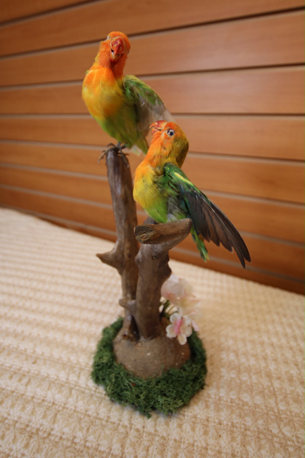 FHSP135 - Pineapple Green Cheek Conure Taxidermy Mount