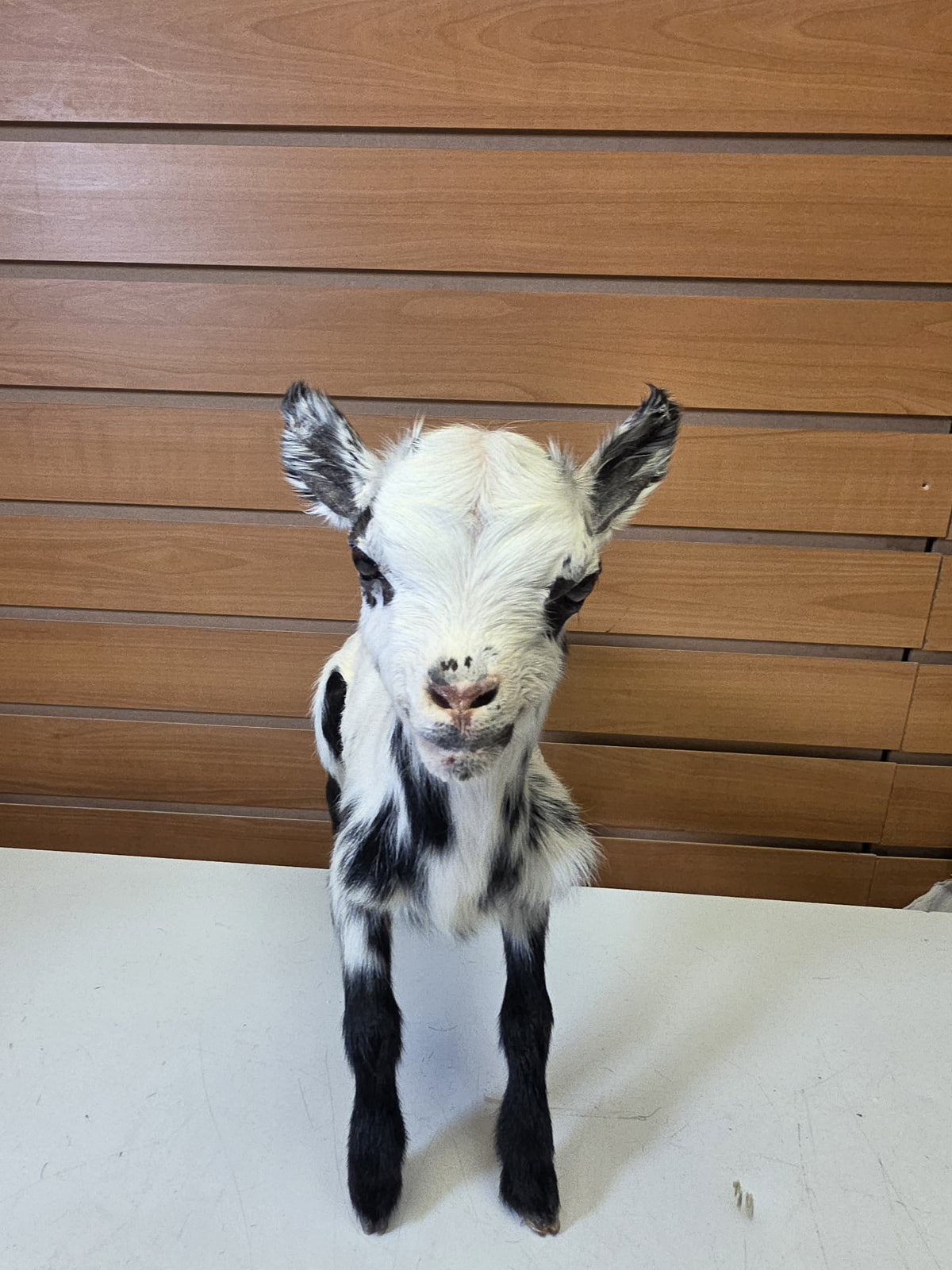 Fhsp105 - Taxidermy Goat – White Body with Black Spots