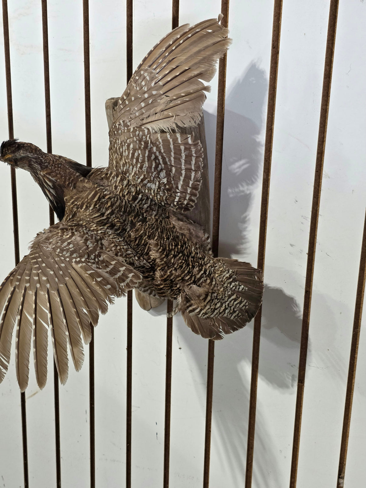 Comb125 - Ring-Necked Pheasant Taxidermy Bird Mount