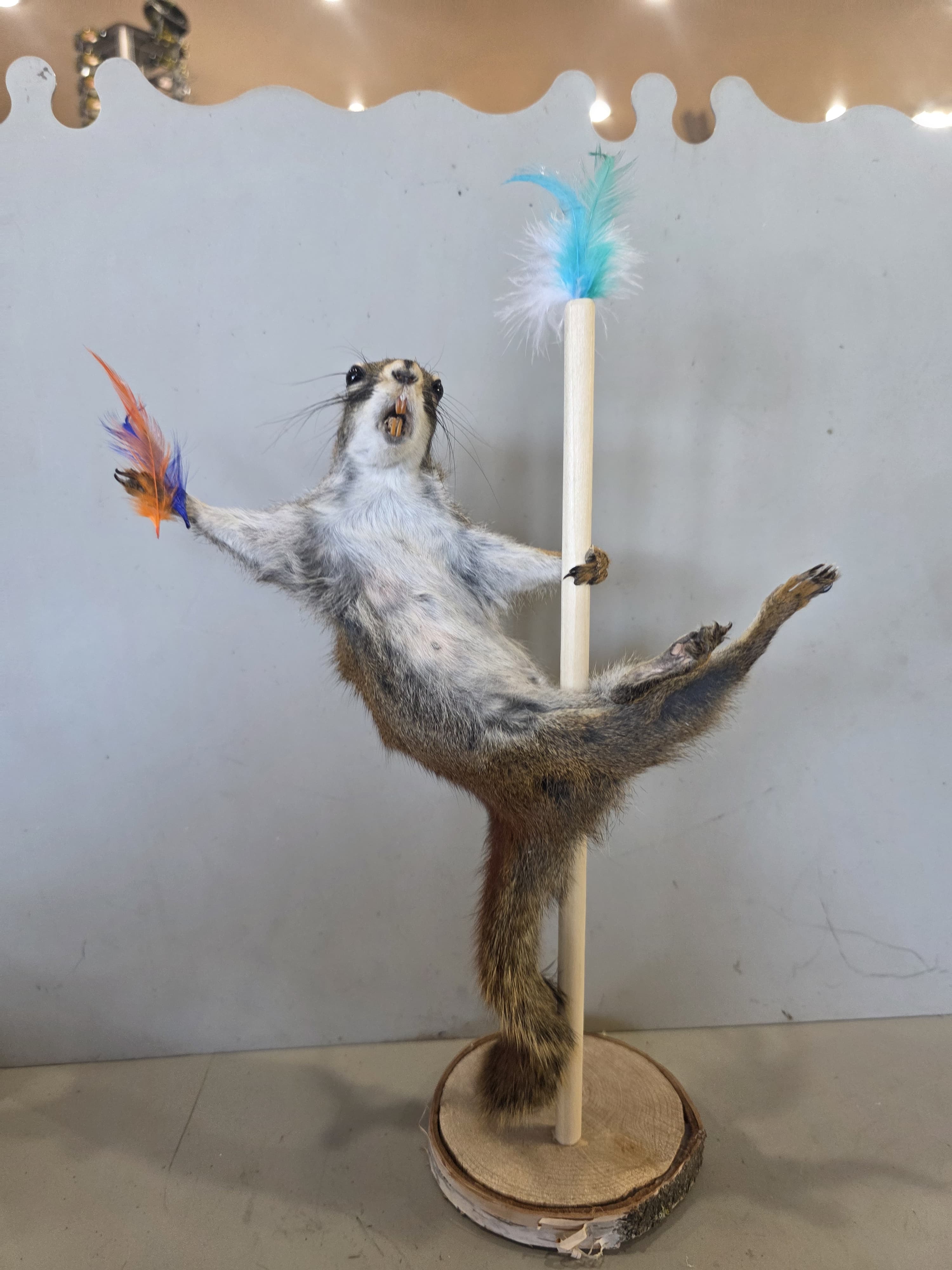FHJUL15 - taxidermy Squirrel – Handcrafted Display Mount