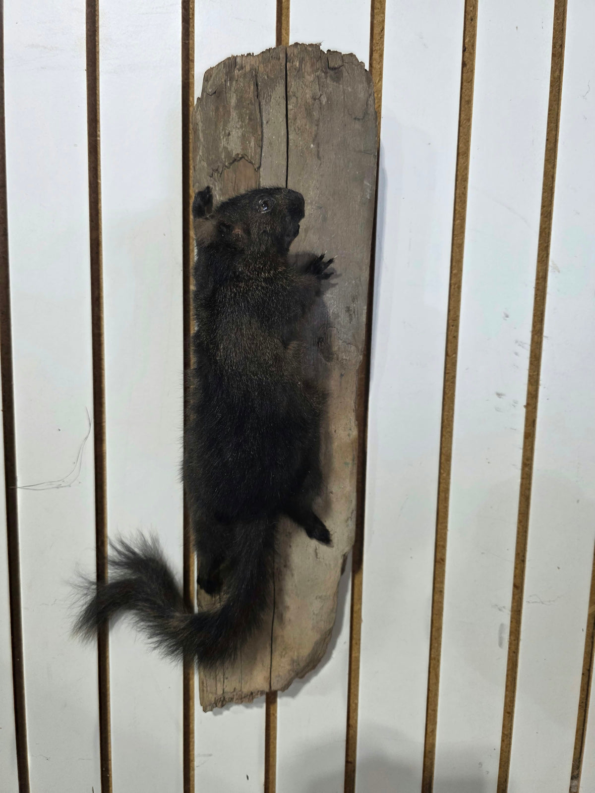 Comb118 - Unique Black Squirrel Taxidermy Mount