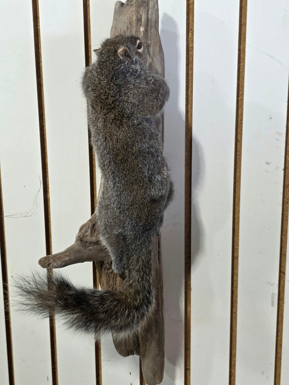Comb120 - Classic Grey Squirrel Taxidermy Mount
