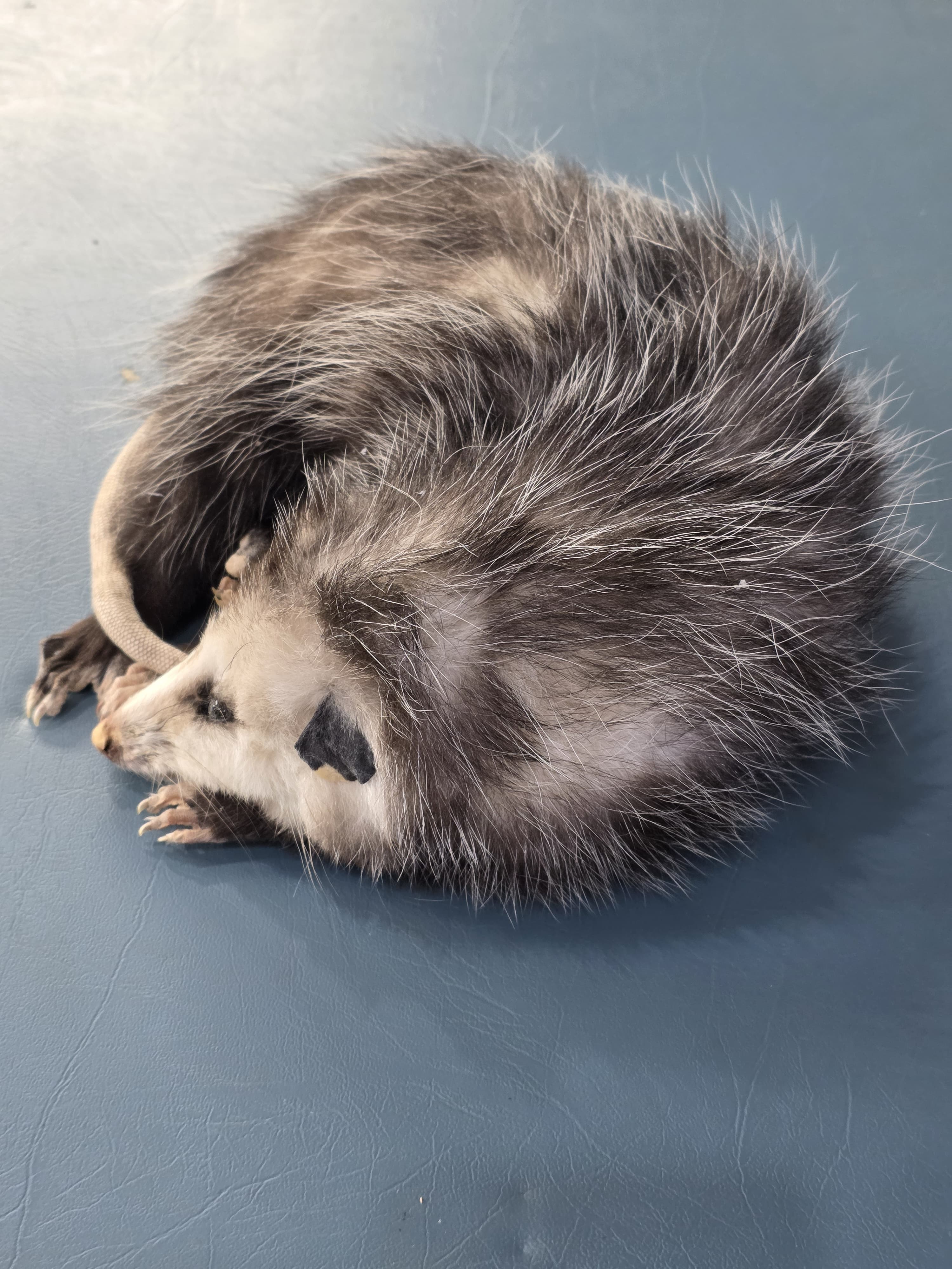 Fhjun19 - baby Opossum Taxidermy Mount