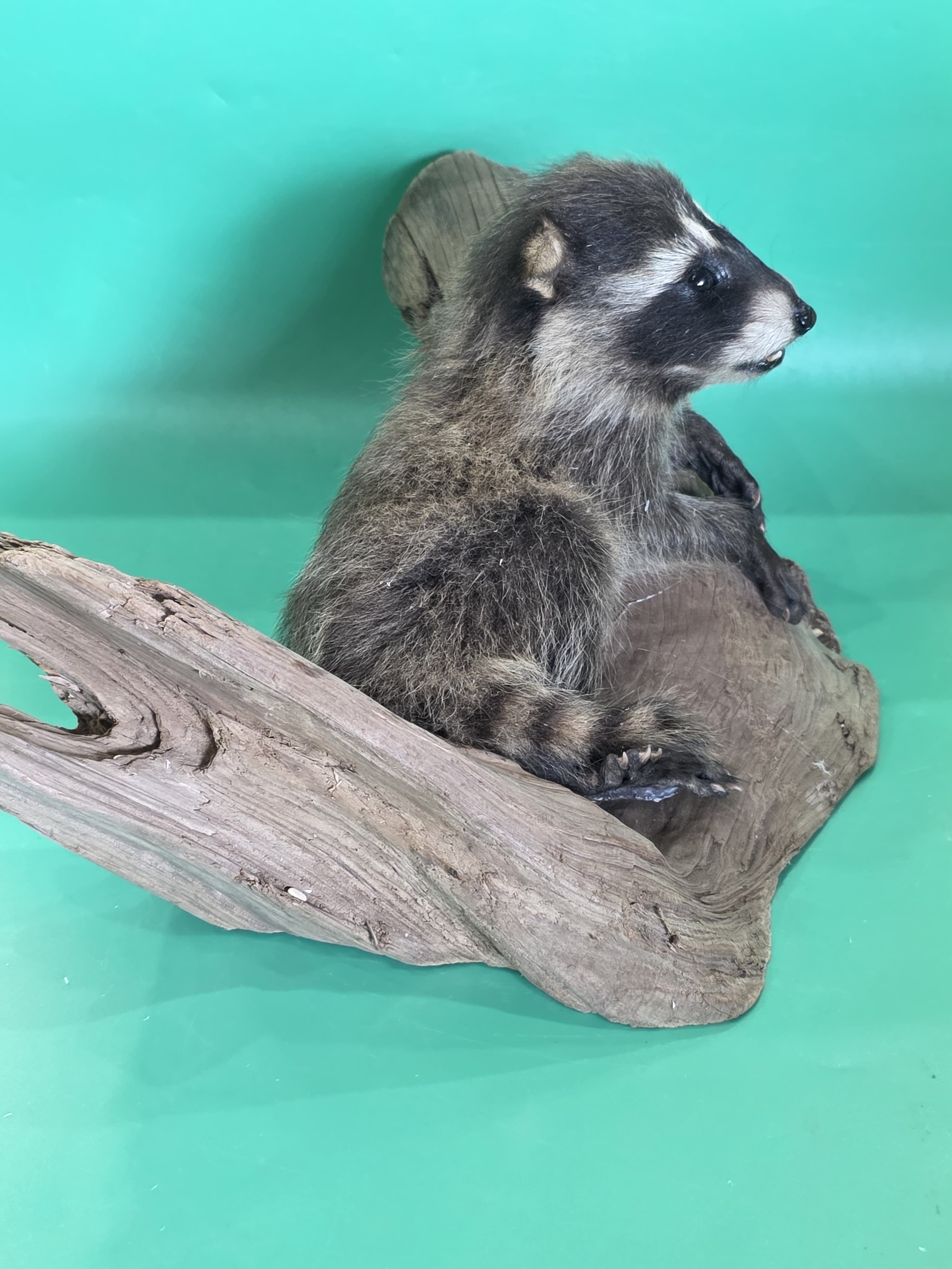 Fhjun11 - Baby Raccoon Taxidermy Mount