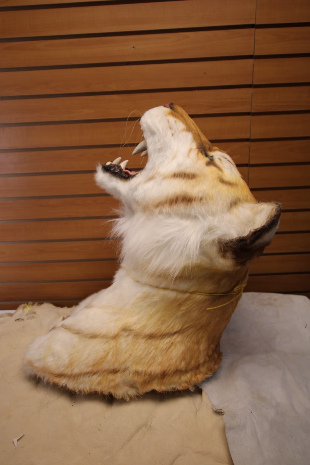 FHRBC09 - reproduction Taxidermy Bengal Tiger Shoulder Mount