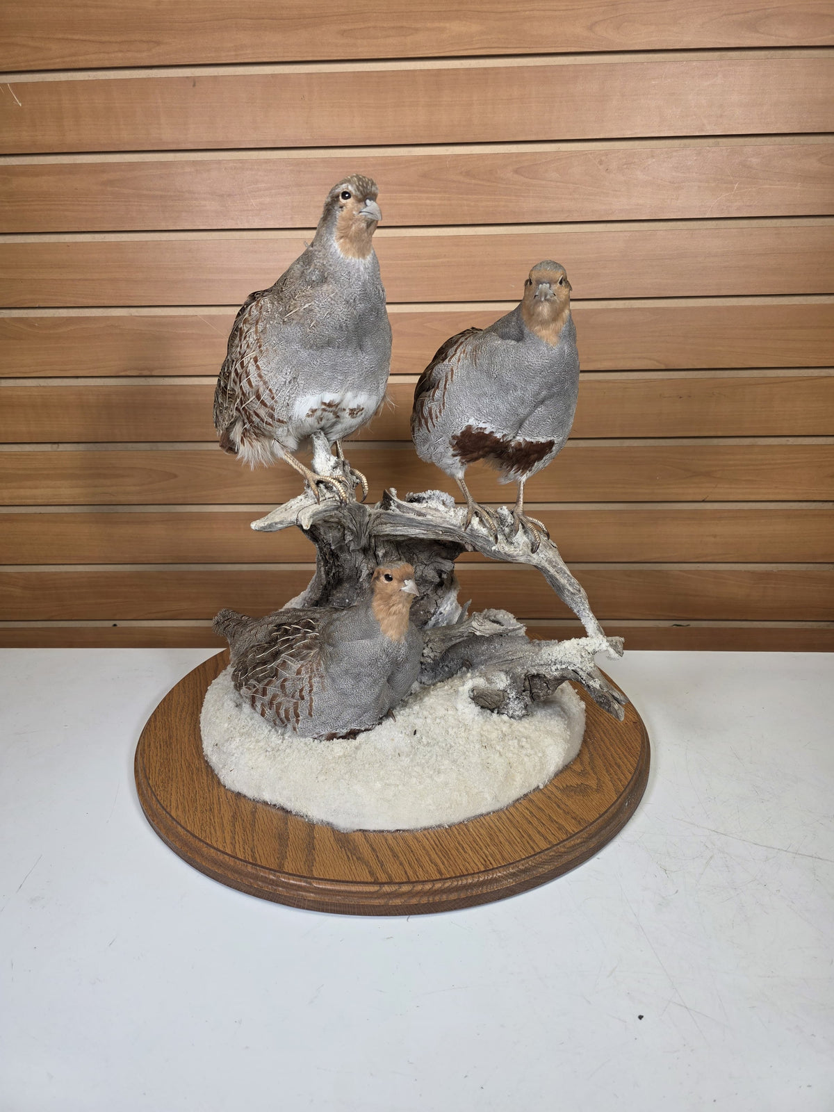FHPT10 - Hungarian Grey Partridge — Taxidermy Specimen