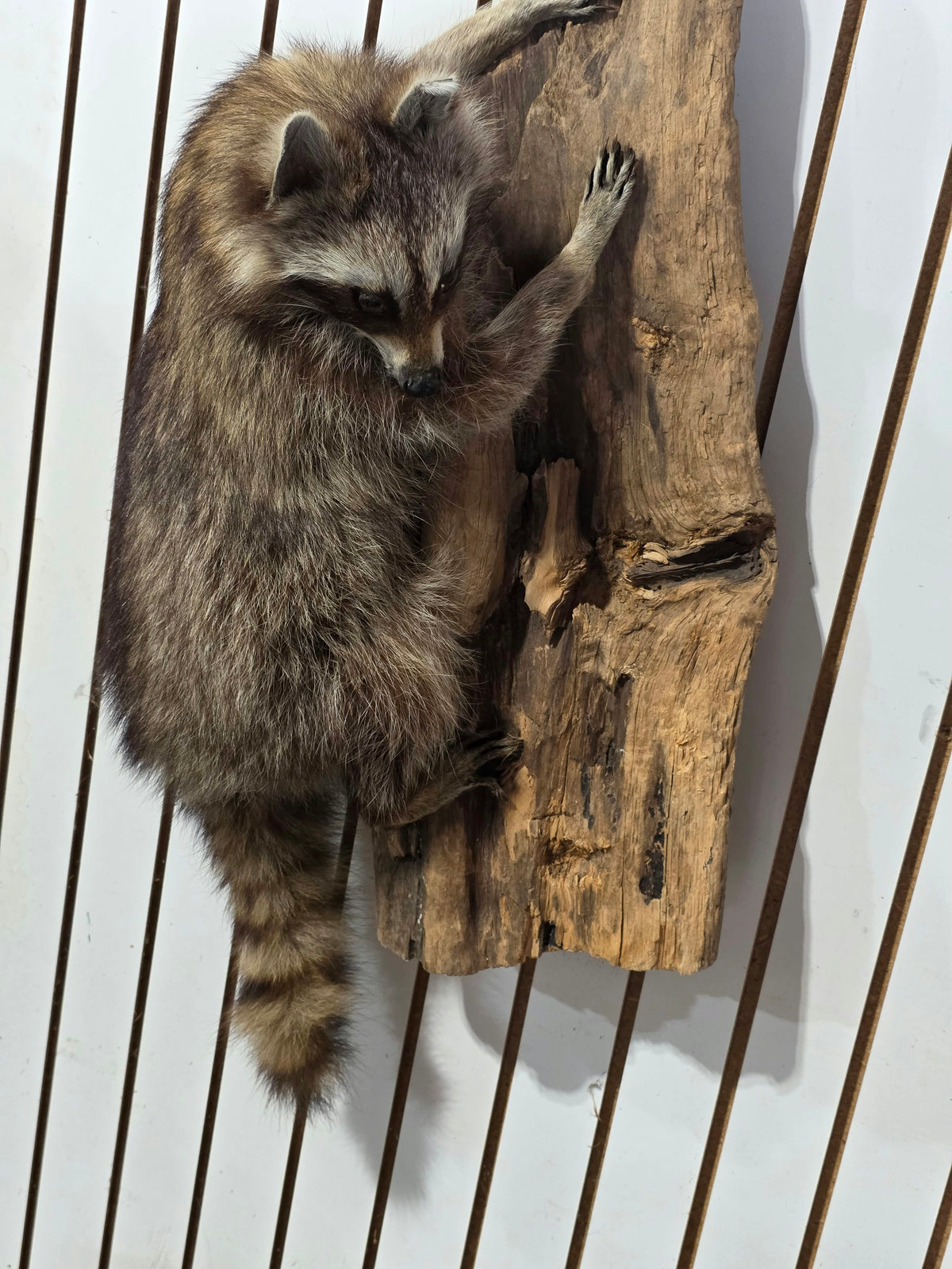 Comb131 - Full-Body Raccoon Taxidermy Mount