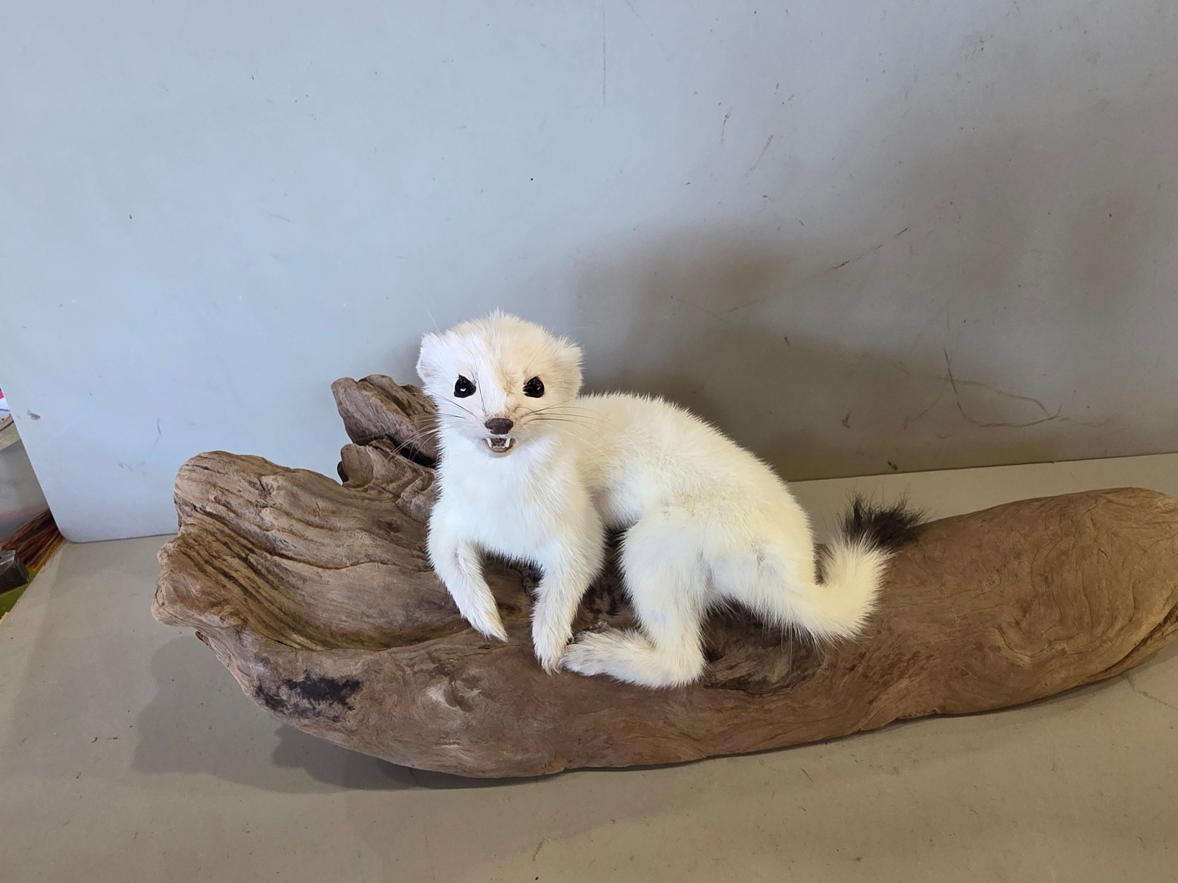 FHJUL11 - Taxidermy Ermine – Realistic Display Specimen