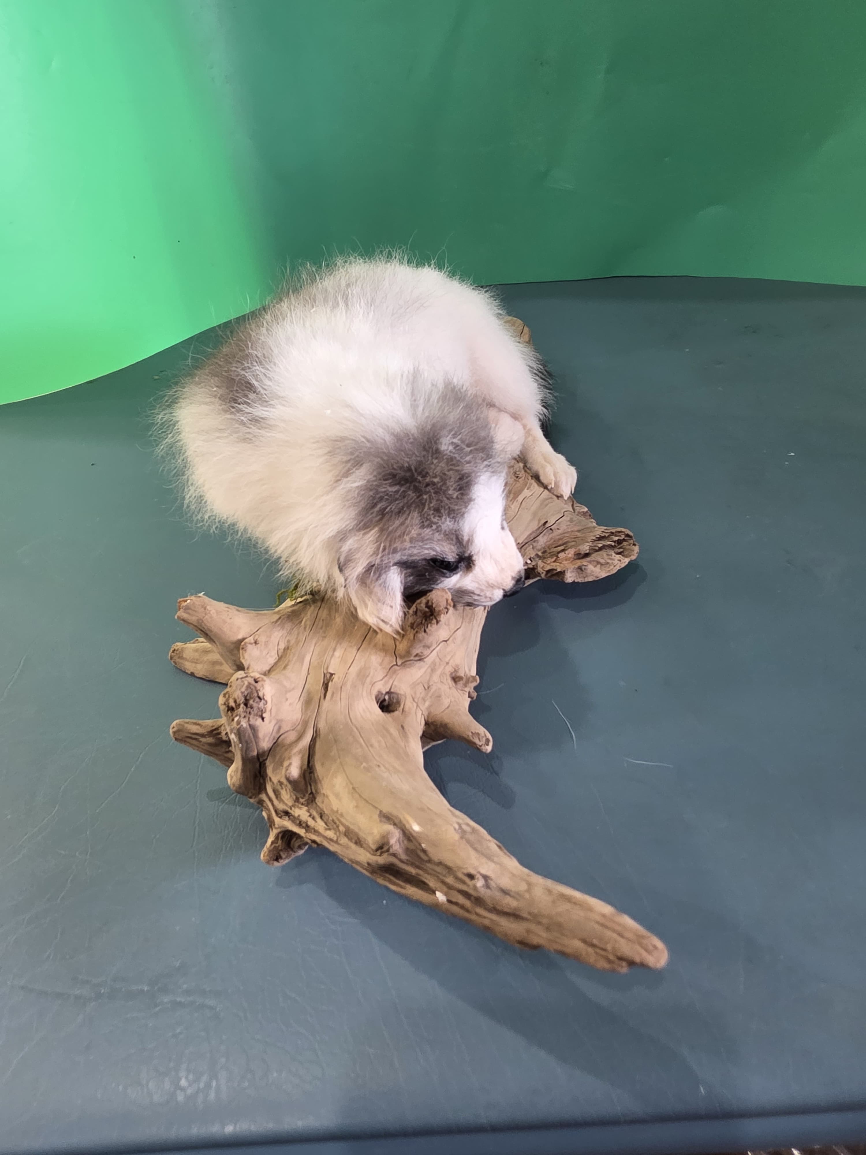 Fhjun14 - baby Ranch Fox Taxidermy Mount