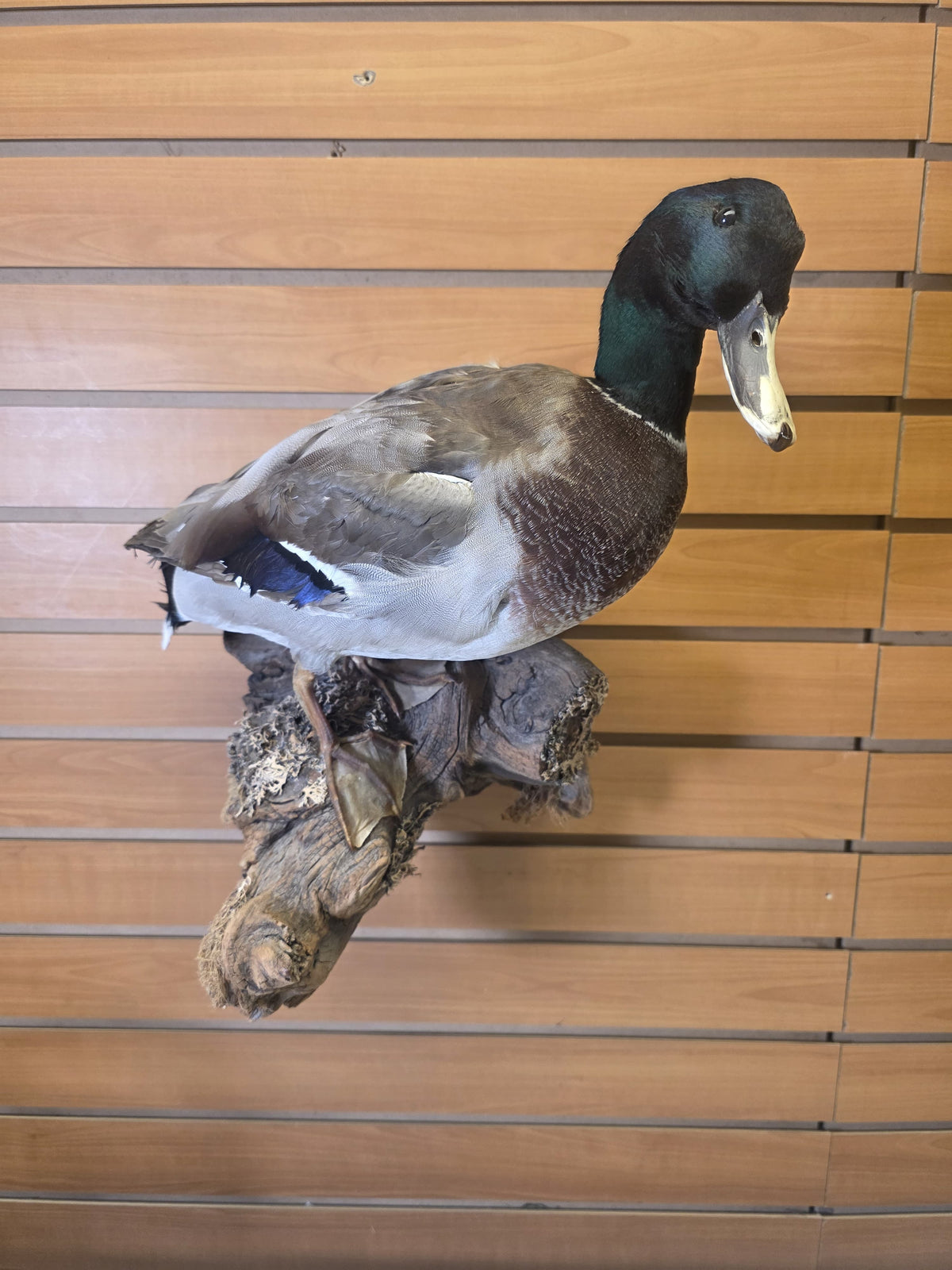 Fhsp107 - Domestic Pen-Raised Mallard Duck – Taxidermy Mount