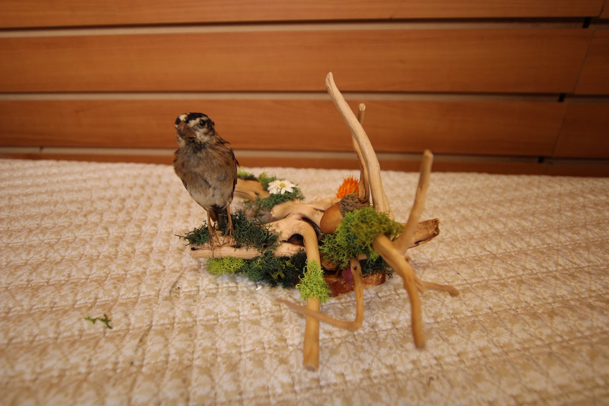 JTVBJ77 - Exquisite Taxidermy Northern Red Bishop