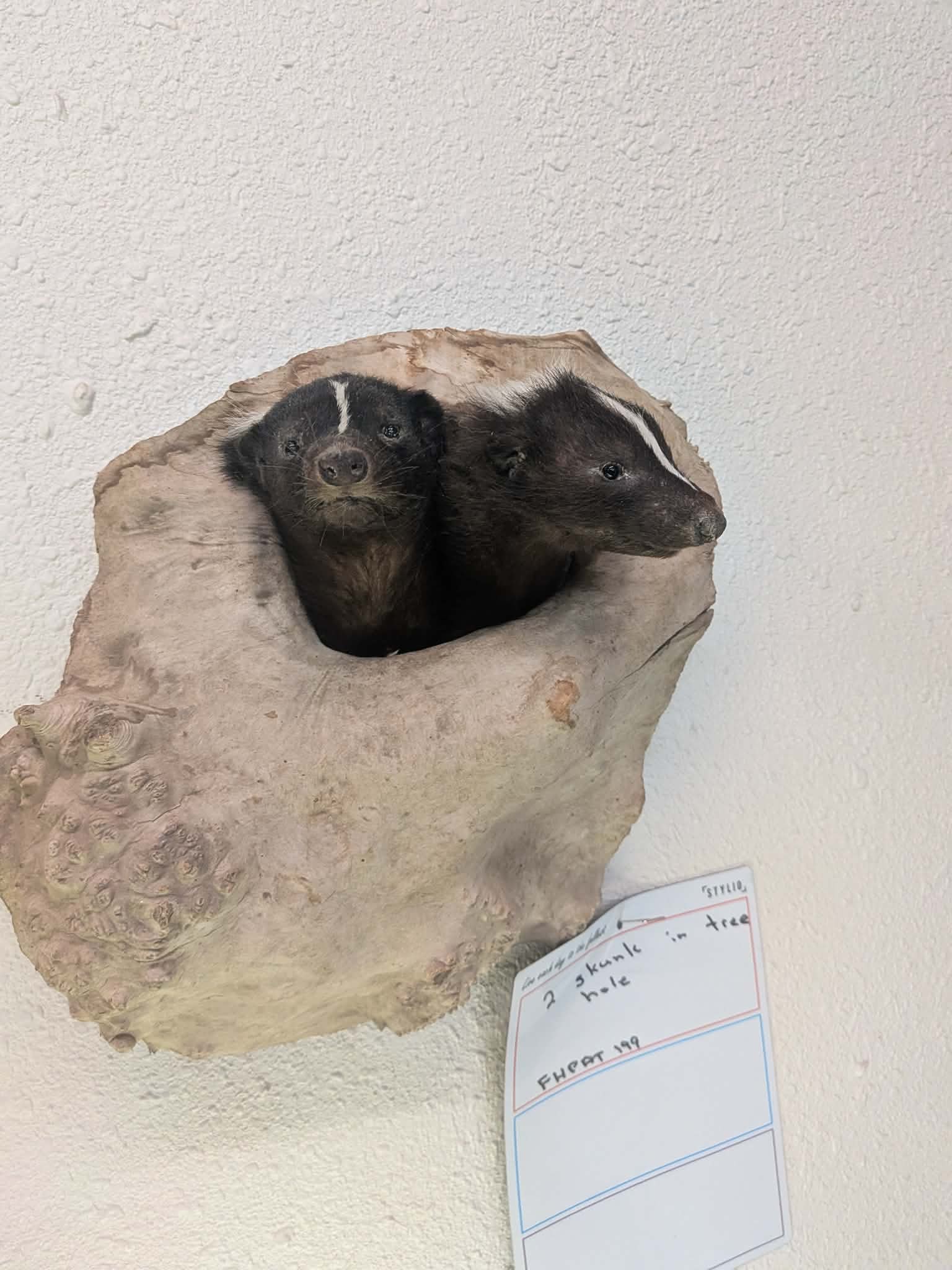 FHPAT199 - Twin Skunks in Tree Hole Taxidermy Mount –