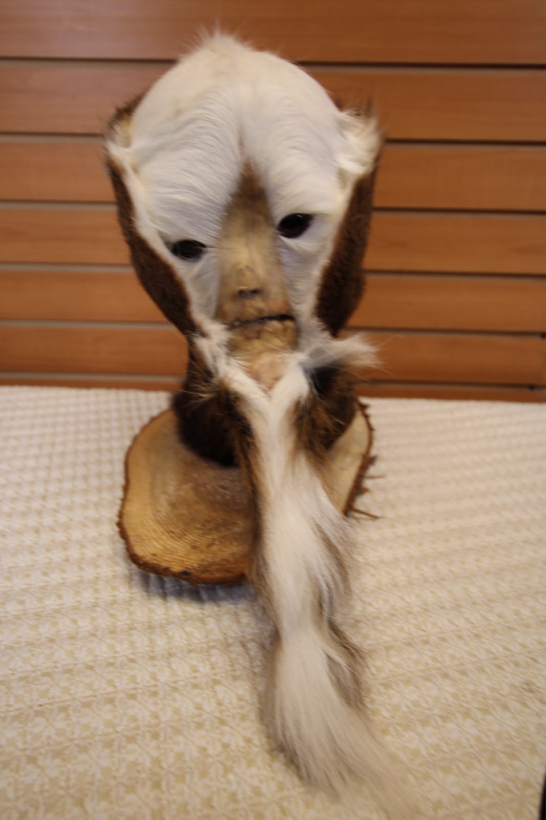 FHSP127 - Custom Swamp Monster Taxidermy Mount