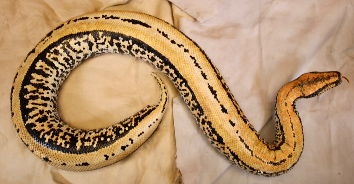 FHRBB07 - Taxidermy Sumatron blood python piebald snake