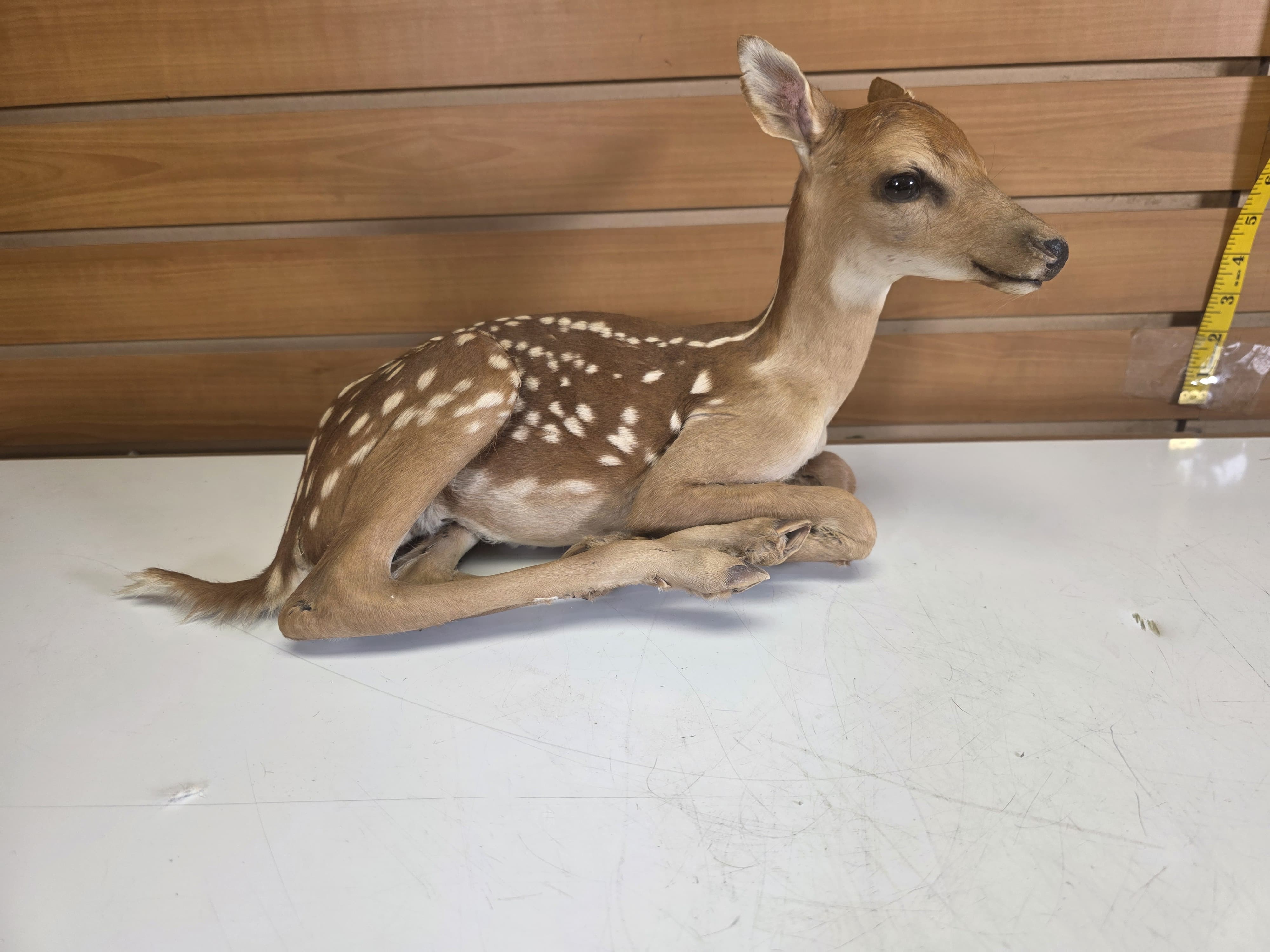 Fhdr202 - Fawn Deer Taxidermy Mount
