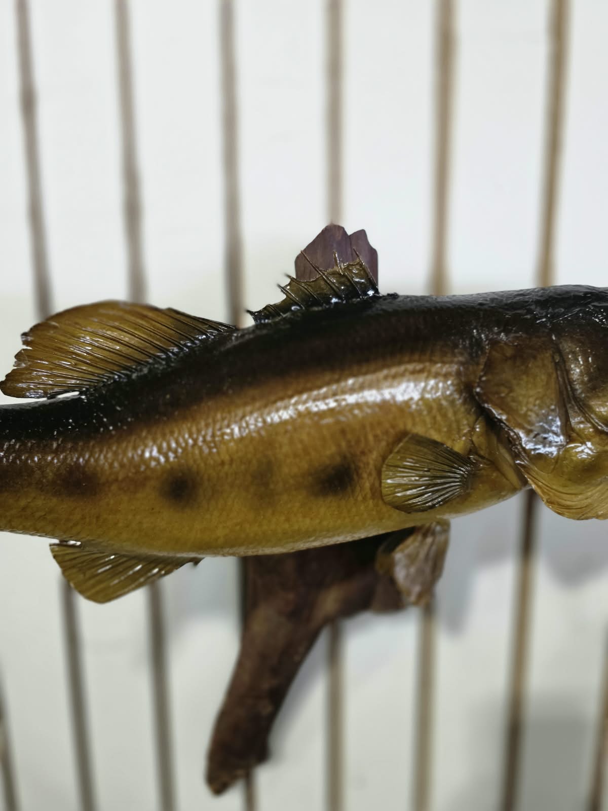 Comb105 - Trophy-Size 20" Largemouth Bass Taxidermy Mount