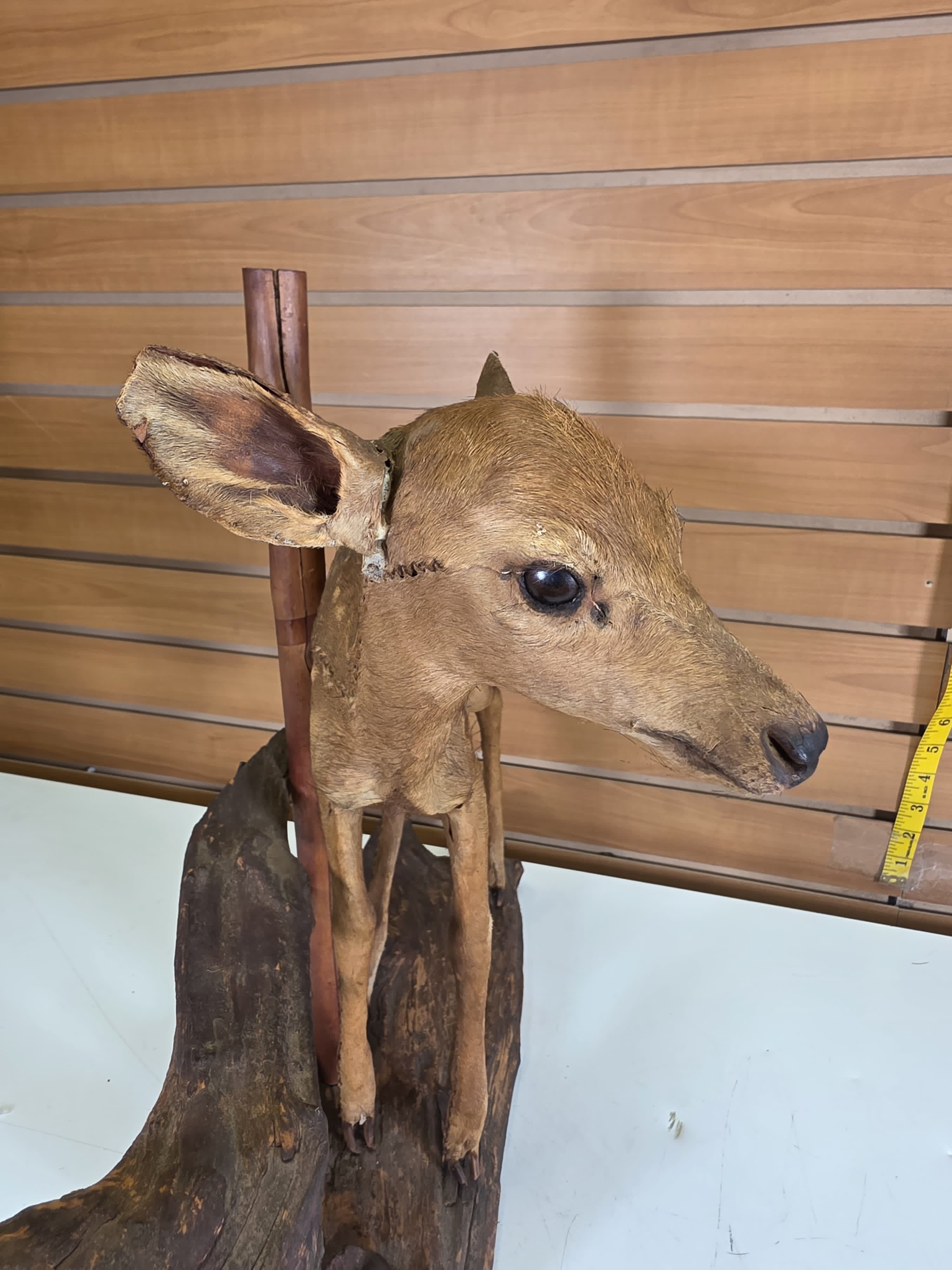 Fhdr203 - Vintage Fawn Deer Taxidermy Mount – Ear & Tail Damage