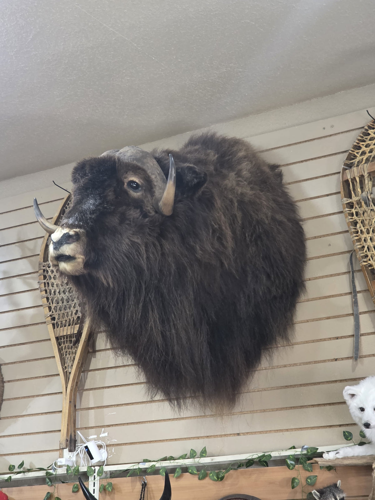 Fhad100 - Muskox shoulder mount taxidermy