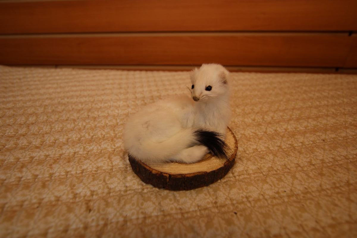 FHWEAS006 - Winter White Ermine (Short-Tailed Weasel) Taxidermy Mount