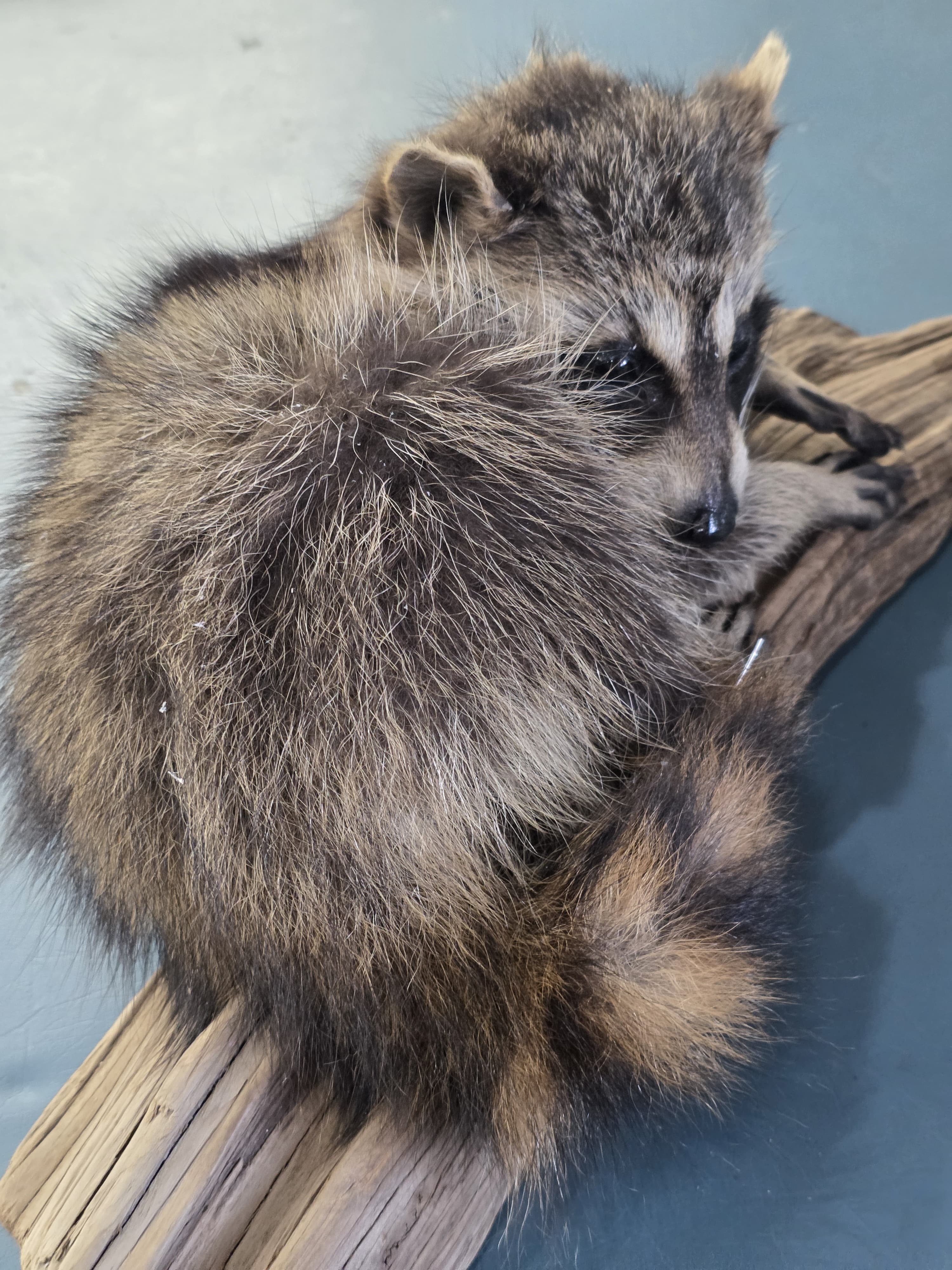 Fhjun18 - baby Raccoon Taxidermy Mount