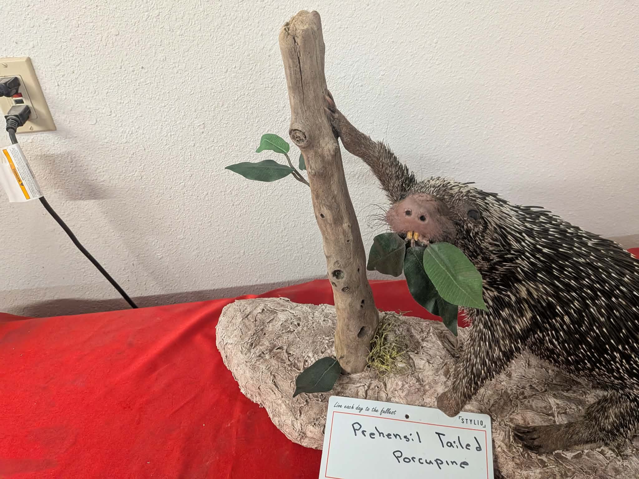 FHPAT156 - Prehensile-Tailed Porcupine Taxidermy Mount