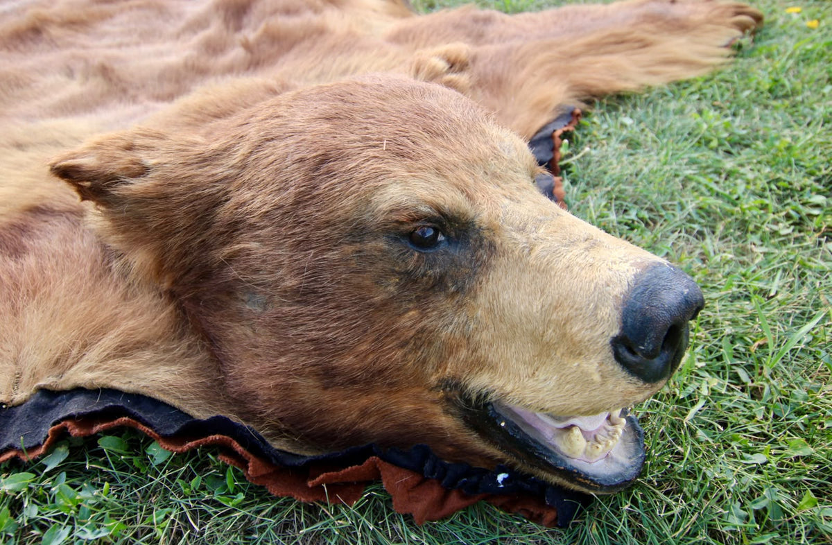 FHSP116 - Taxidermy black Bear brown phase Full Head and Hide Mount