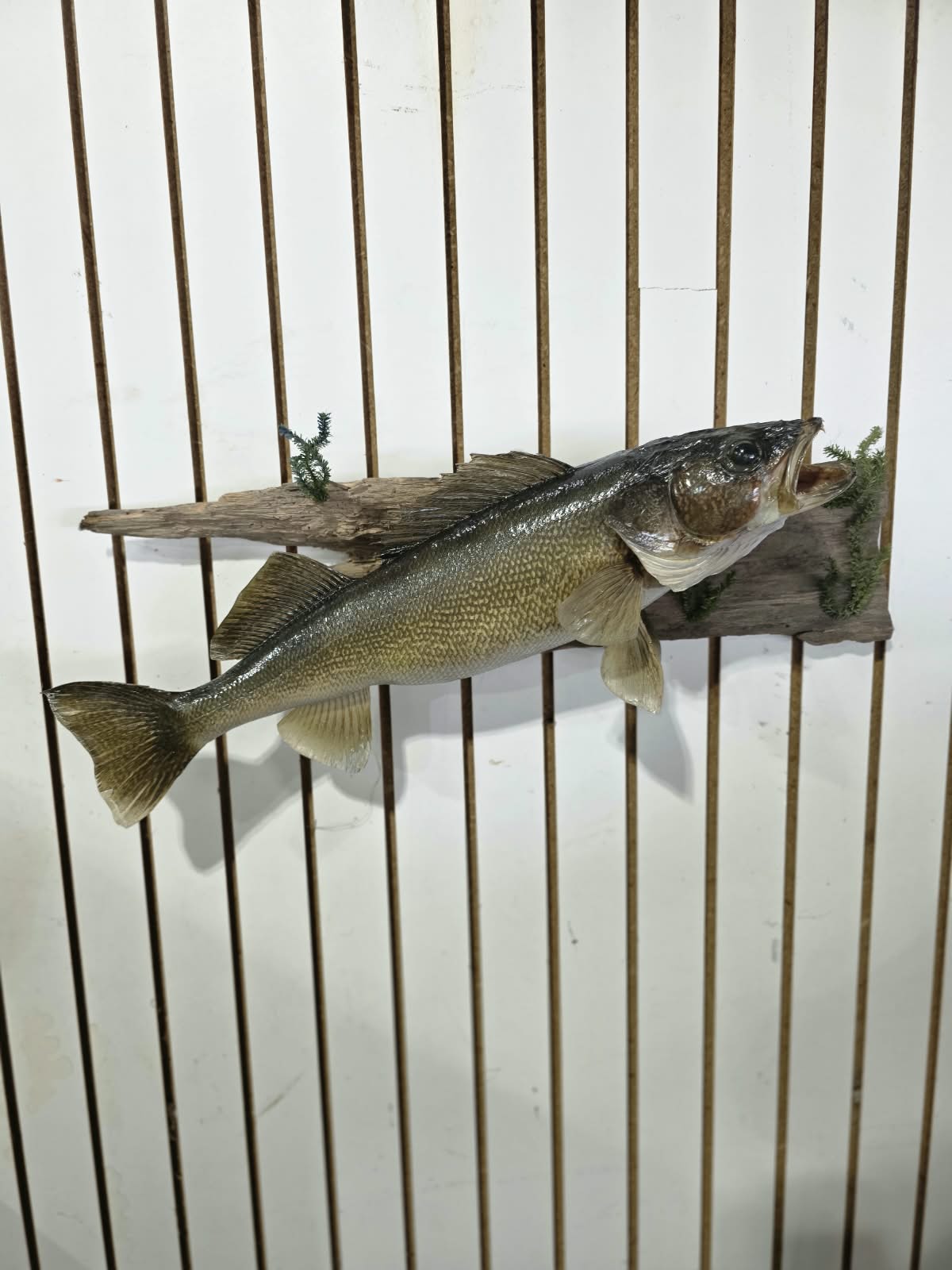 Comb107 - Trophy-Size 25" Walleye Fish Taxidermy Mount