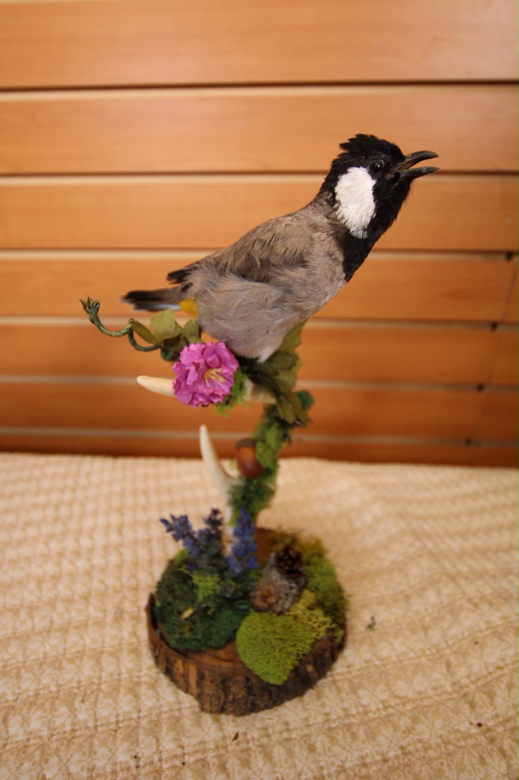 JTVB03 - Exquisite Taxidermy White-Eared Wagtail