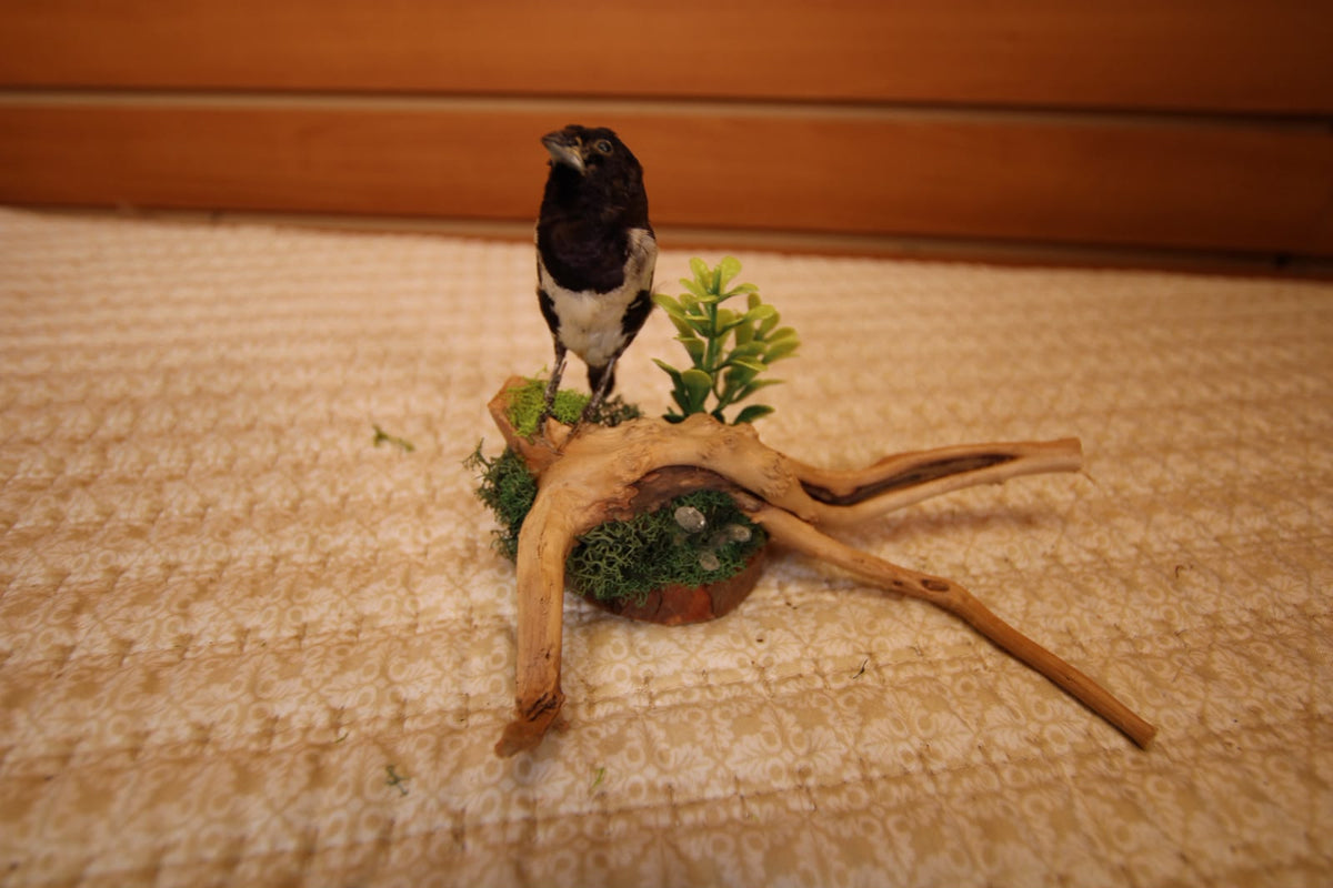 JTVBJV76 - Exquisite Taxidermy Bronze Mannikin