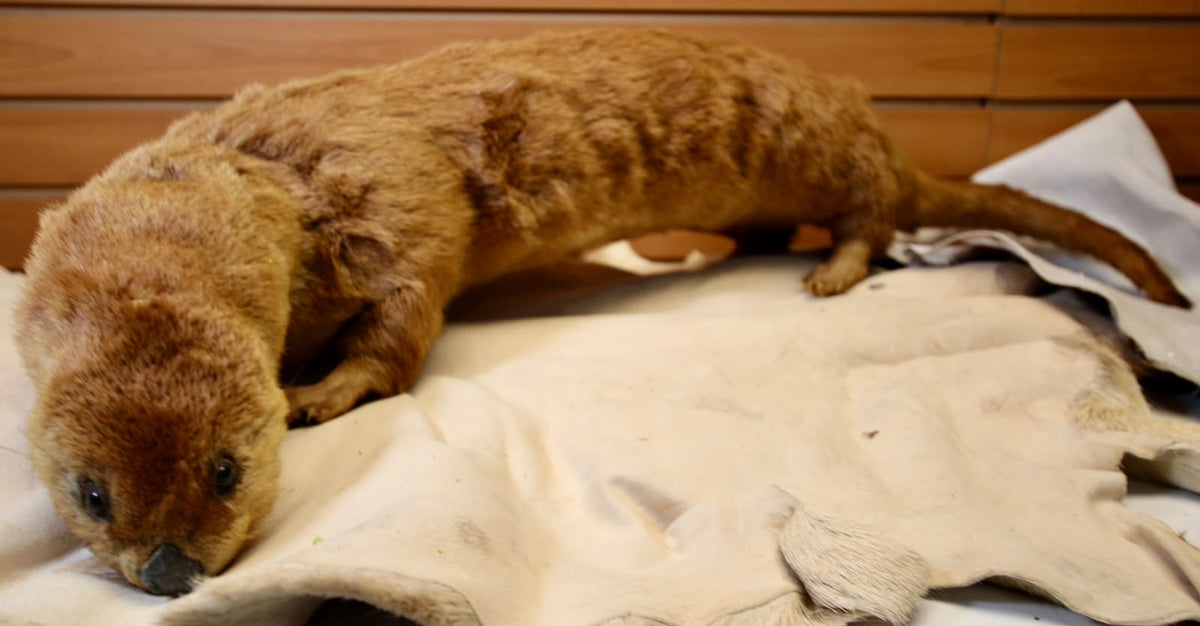 FHSP115 - Taxidermy River Otter Specimen