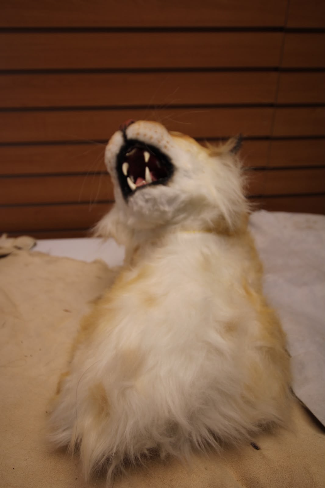 FHRBC05 -reproduction Hansa Eurasian Lynx Head Mount Taxidermy