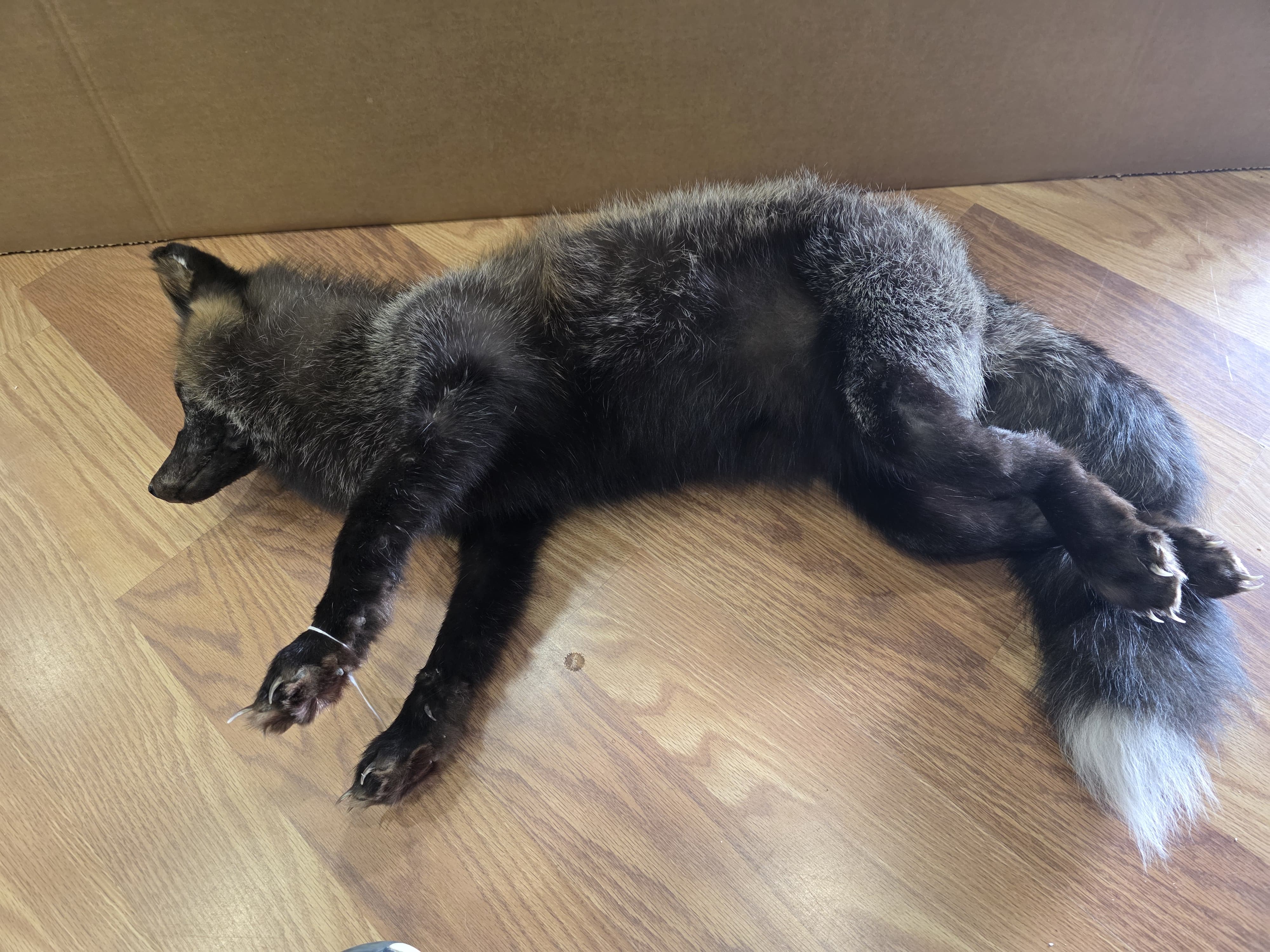 Fh2225 - Soft Mount Posable | Realistic Wildlife Display