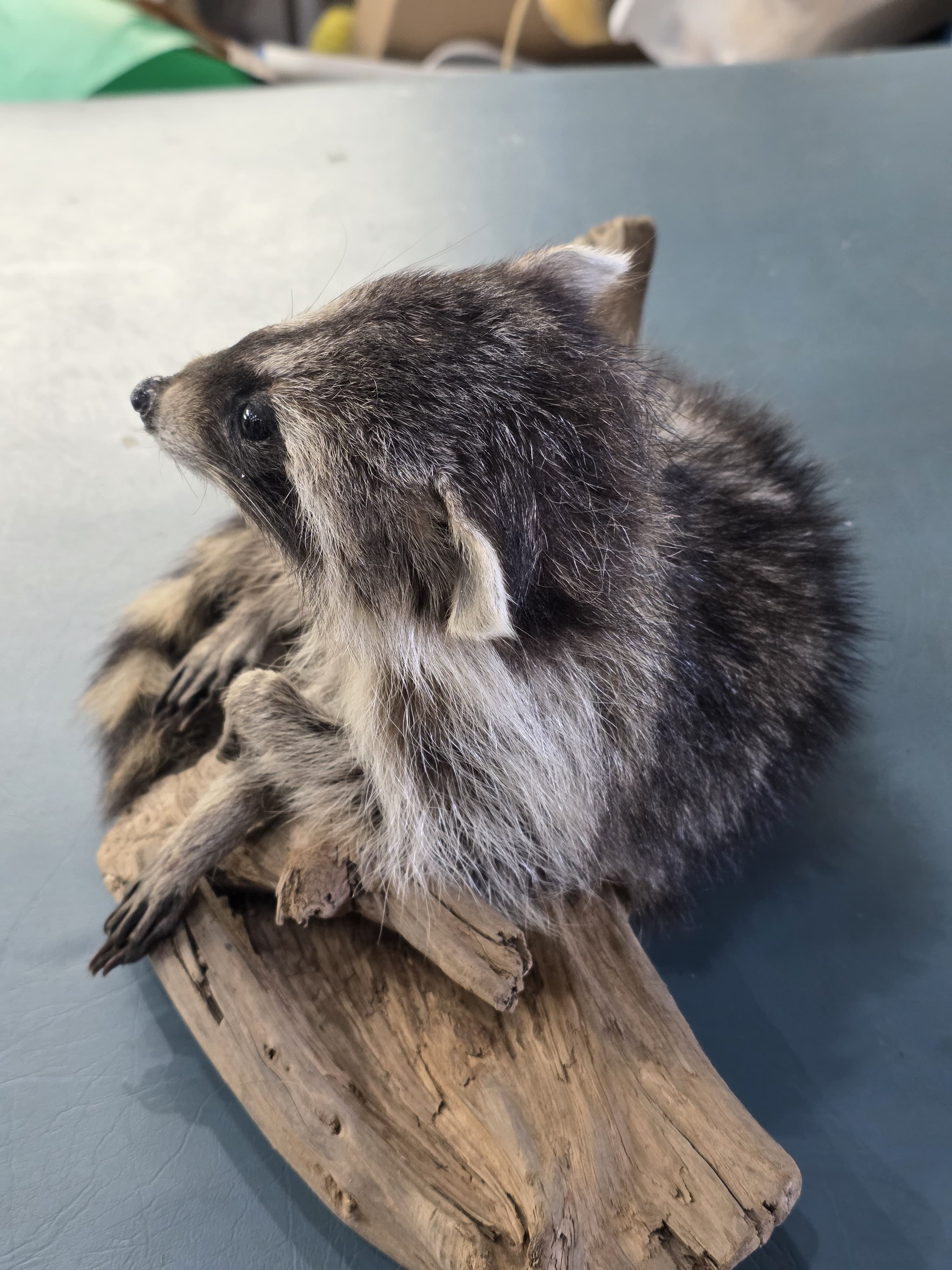 Fhjun24 - baby Raccoon Taxidermy Mount