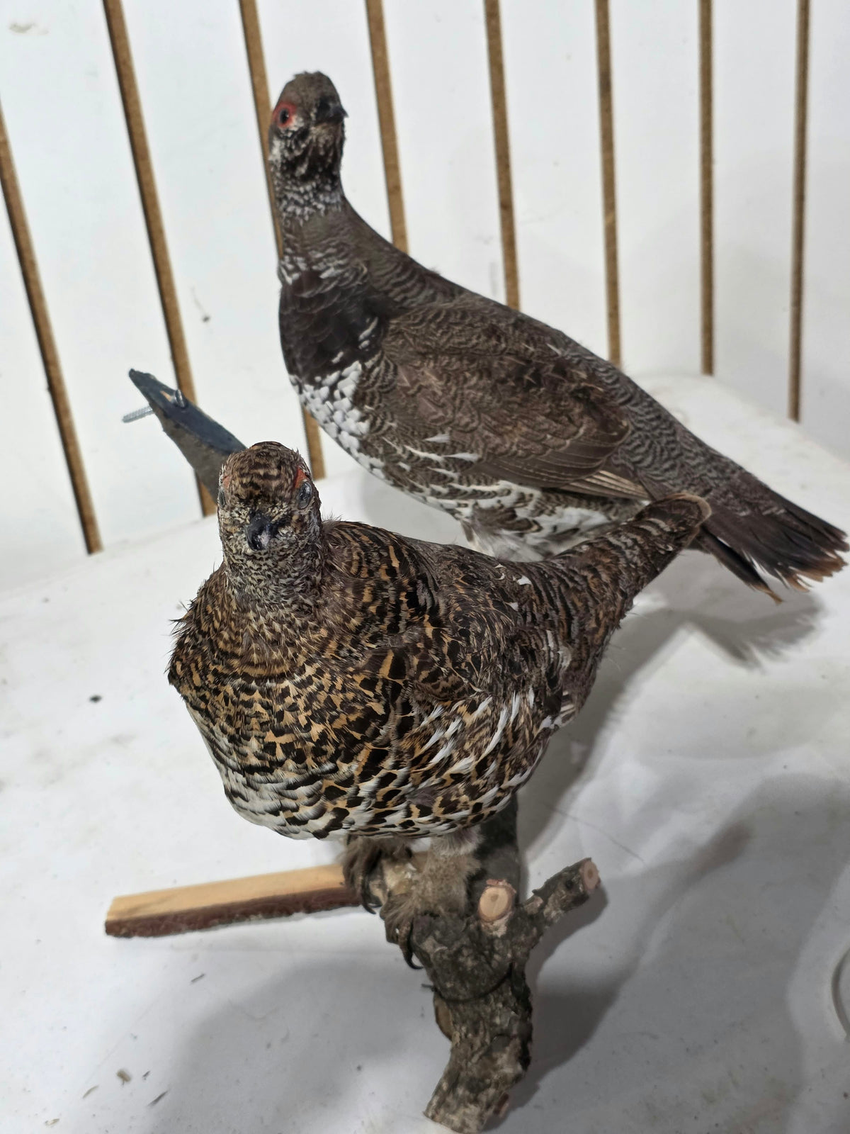 Comb128 - Exquisite Pair of Western Capercaillie Taxidermy Mounts (Male & Female)