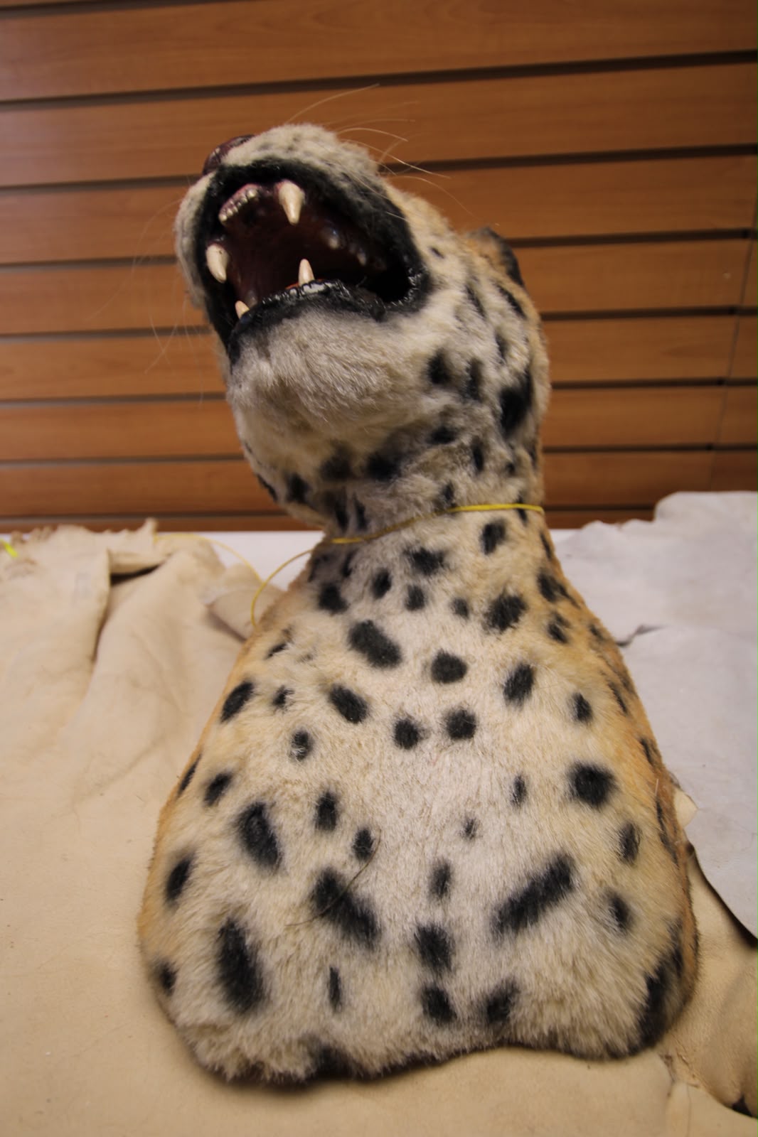 FHRBC03 - reproduction Taxidermy African Leopard Open-Mouth Shoulder Mount