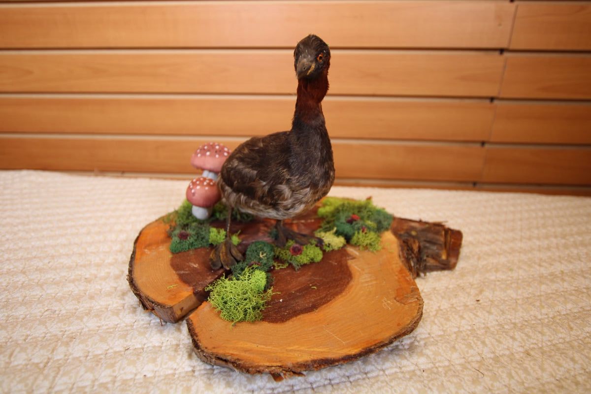 JTVB01 - Exquisite Taxidermy Little Grebe