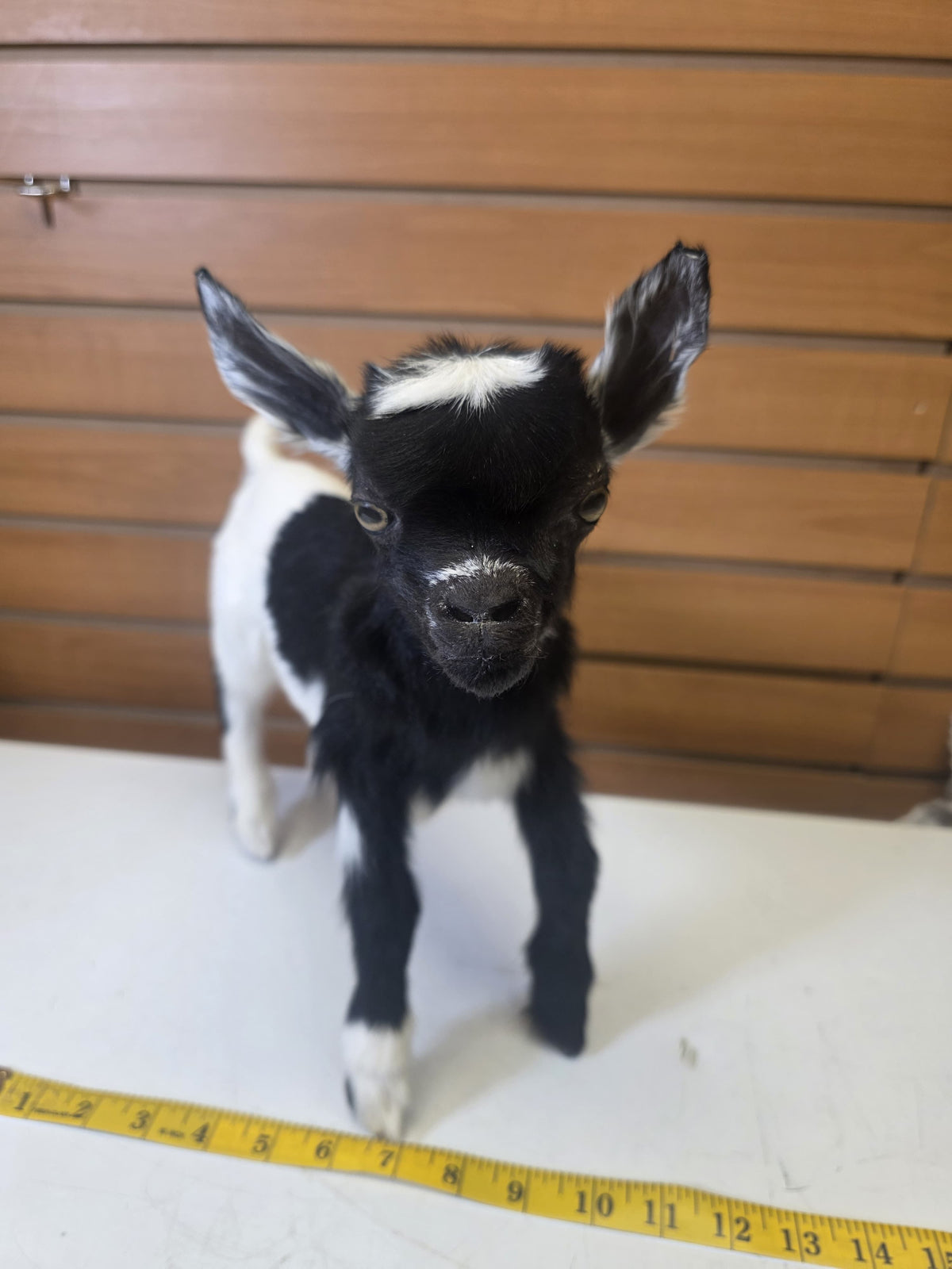 Fhsp104 - Taxidermy Nigerian Dwarf Goat – Preserved Specimen
