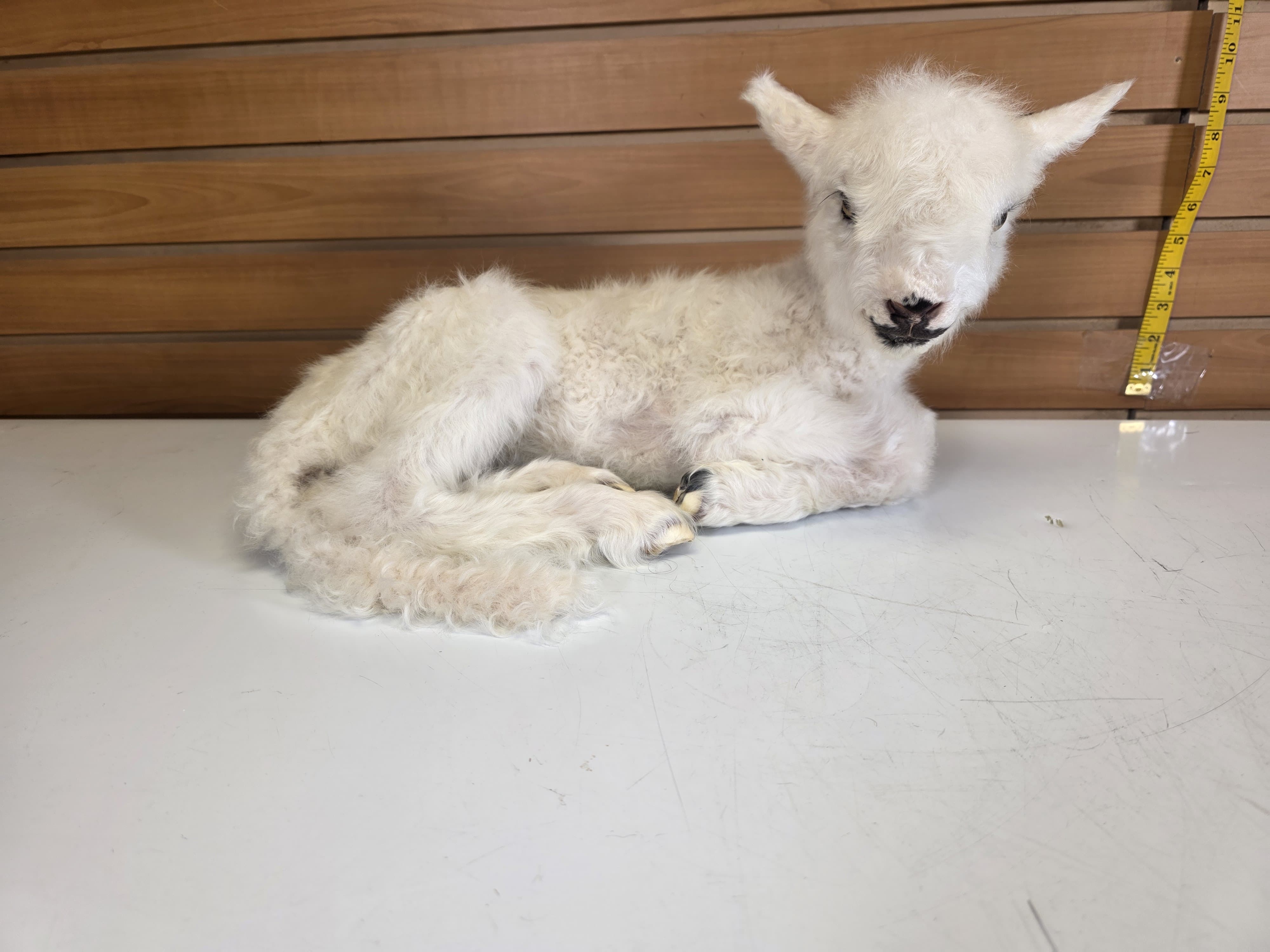 Fhden17 - baby Lamb Taxidermy Mount