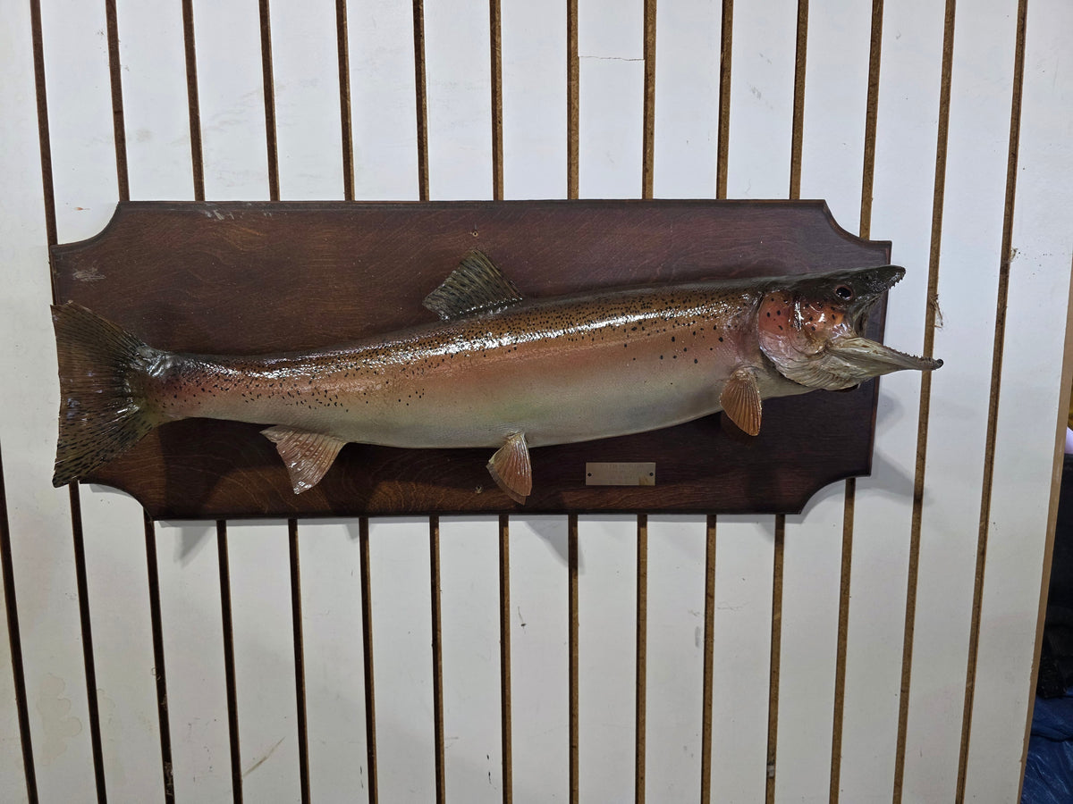 Comb110 - Vintage 1977 Trophy 30" Steelhead Trout Taxidermy Mount