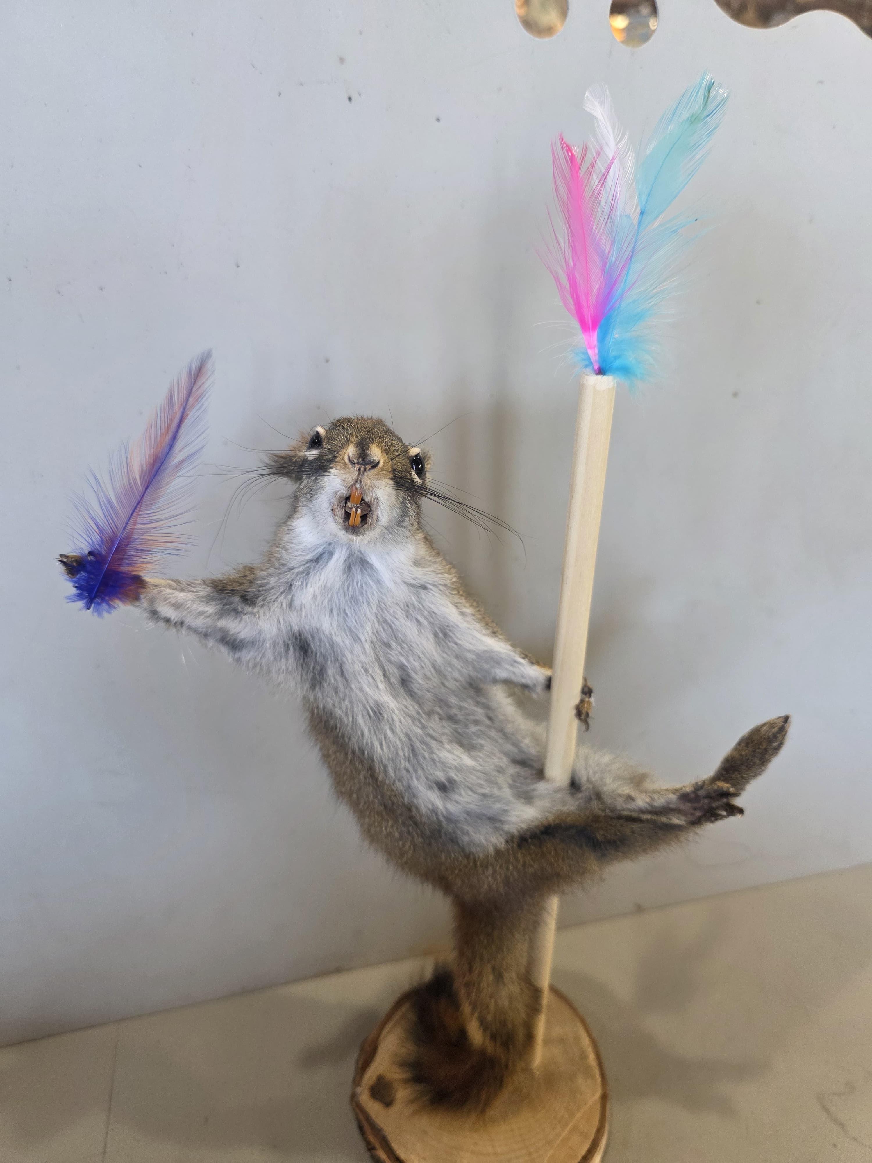 FHJUL13 - taxidermy Squirrel – Handcrafted Display Mount