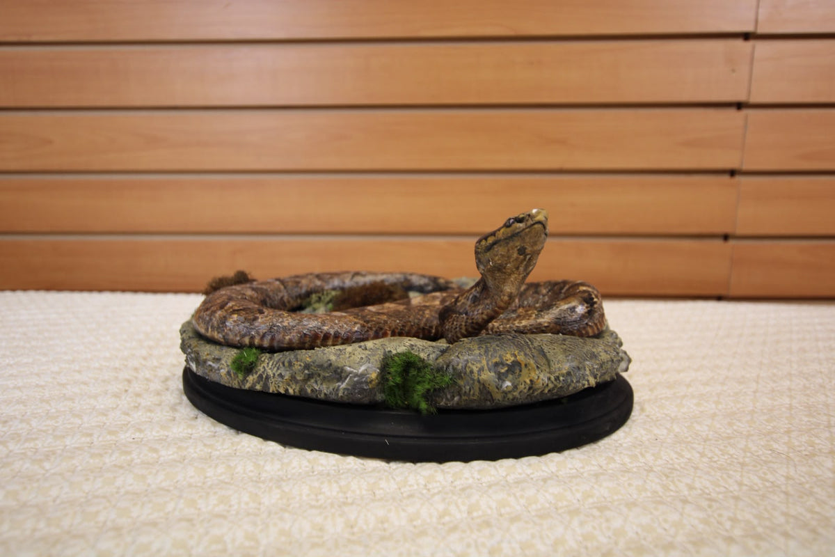 FHSP126 - Authentic Boa Constrictor Taxidermy Display