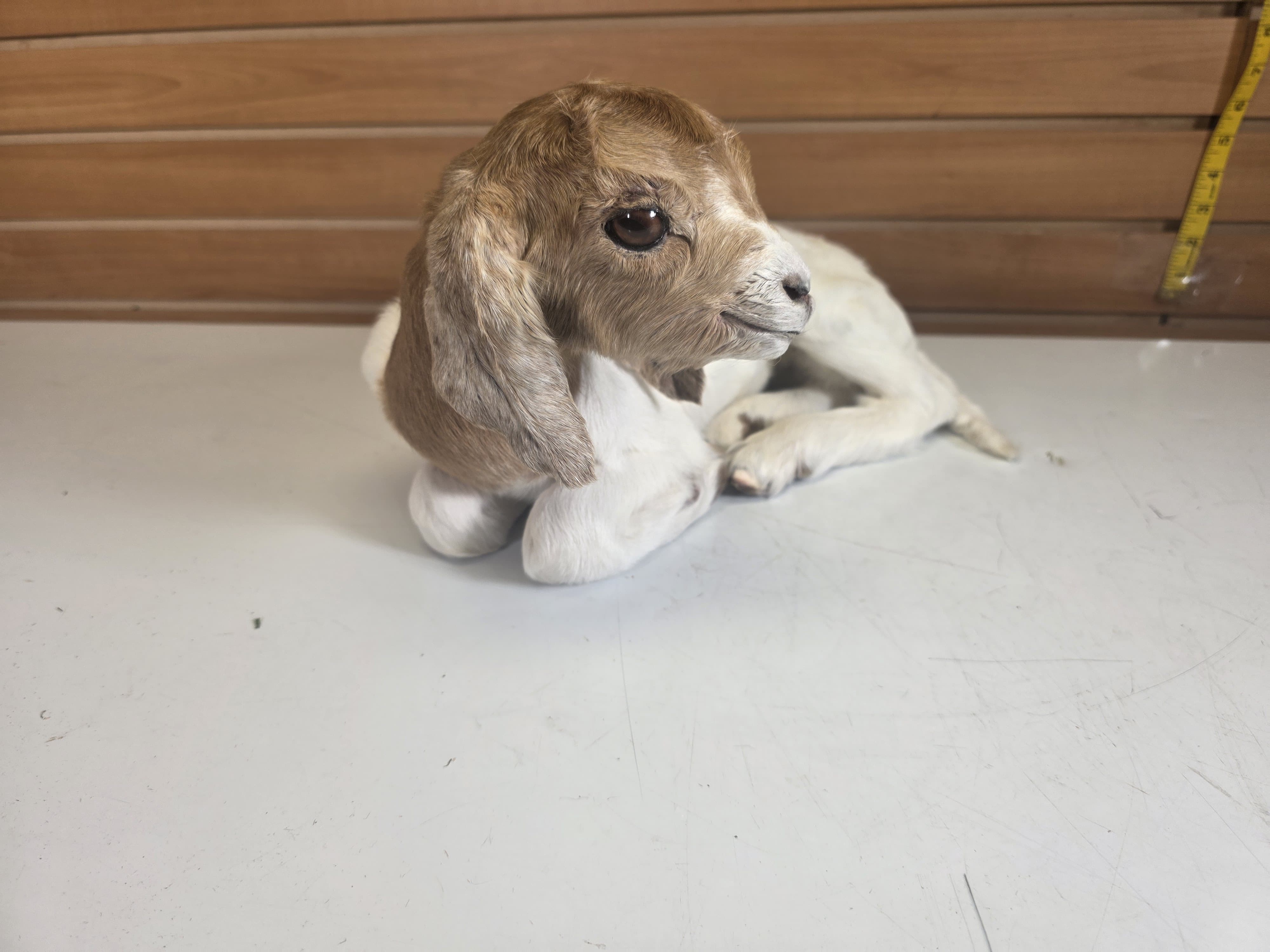 Fhden18 - Boer Kid Goat Taxidermy Mount