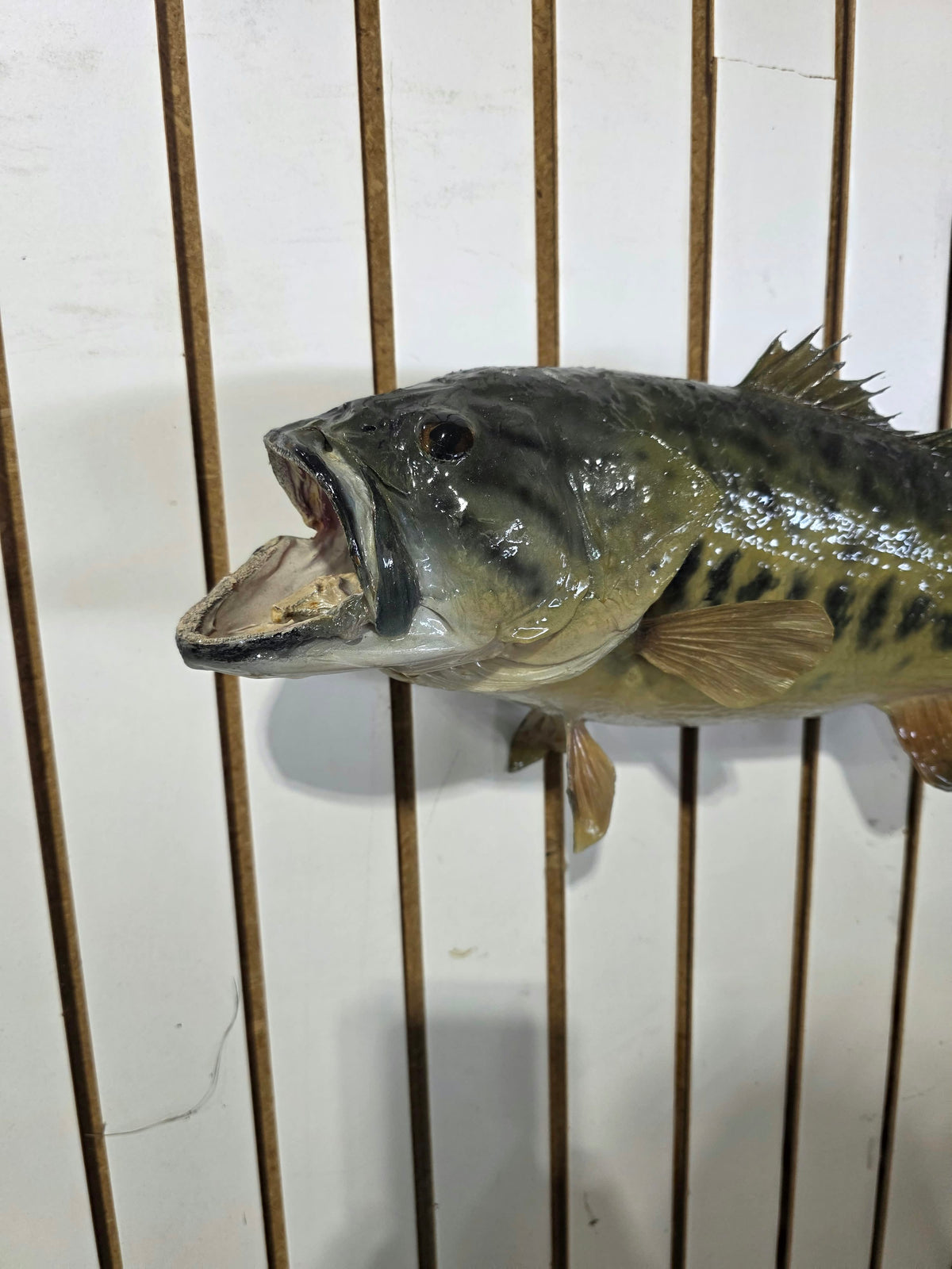 Comb112 - Trophy-Size 20" Largemouth Bass Taxidermy Mount
