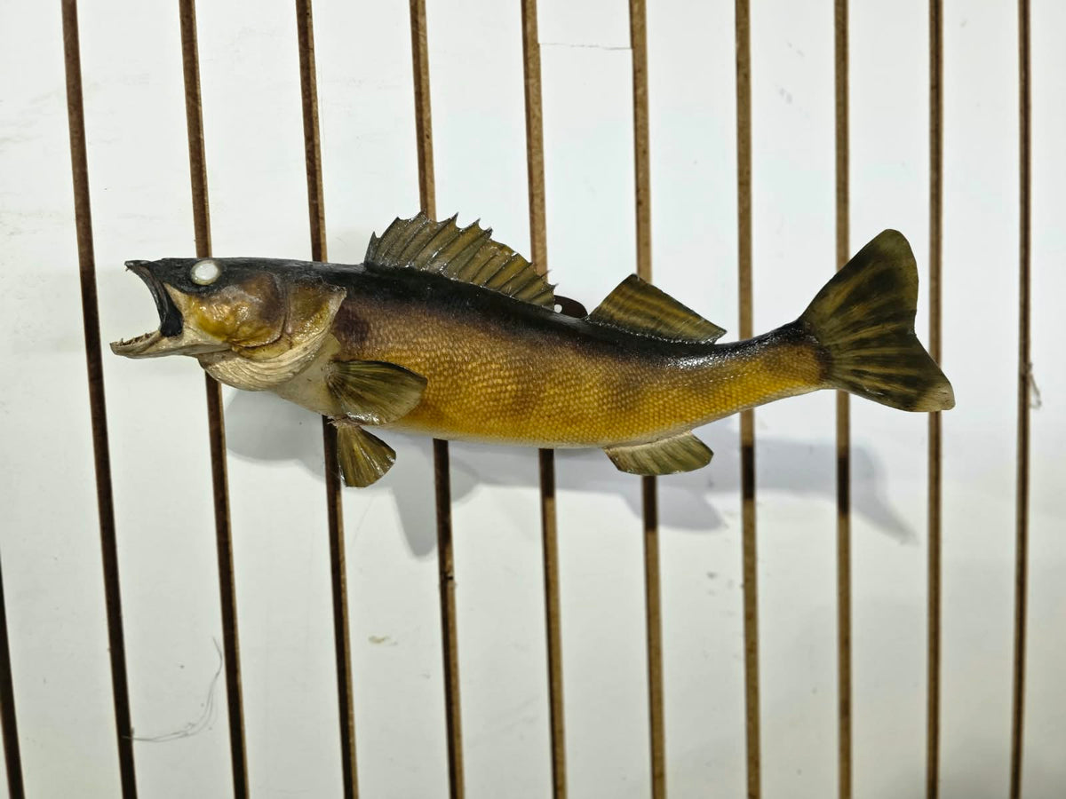 Comb101 - Lifelike 19" Walleye Fish Taxidermy Mount