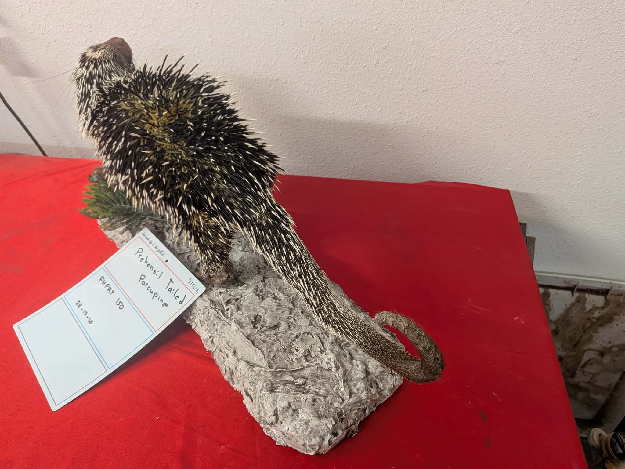 FHPAT150 - Prehensile-Tailed Porcupine Taxidermy Mount – Exotic Wildlife Display