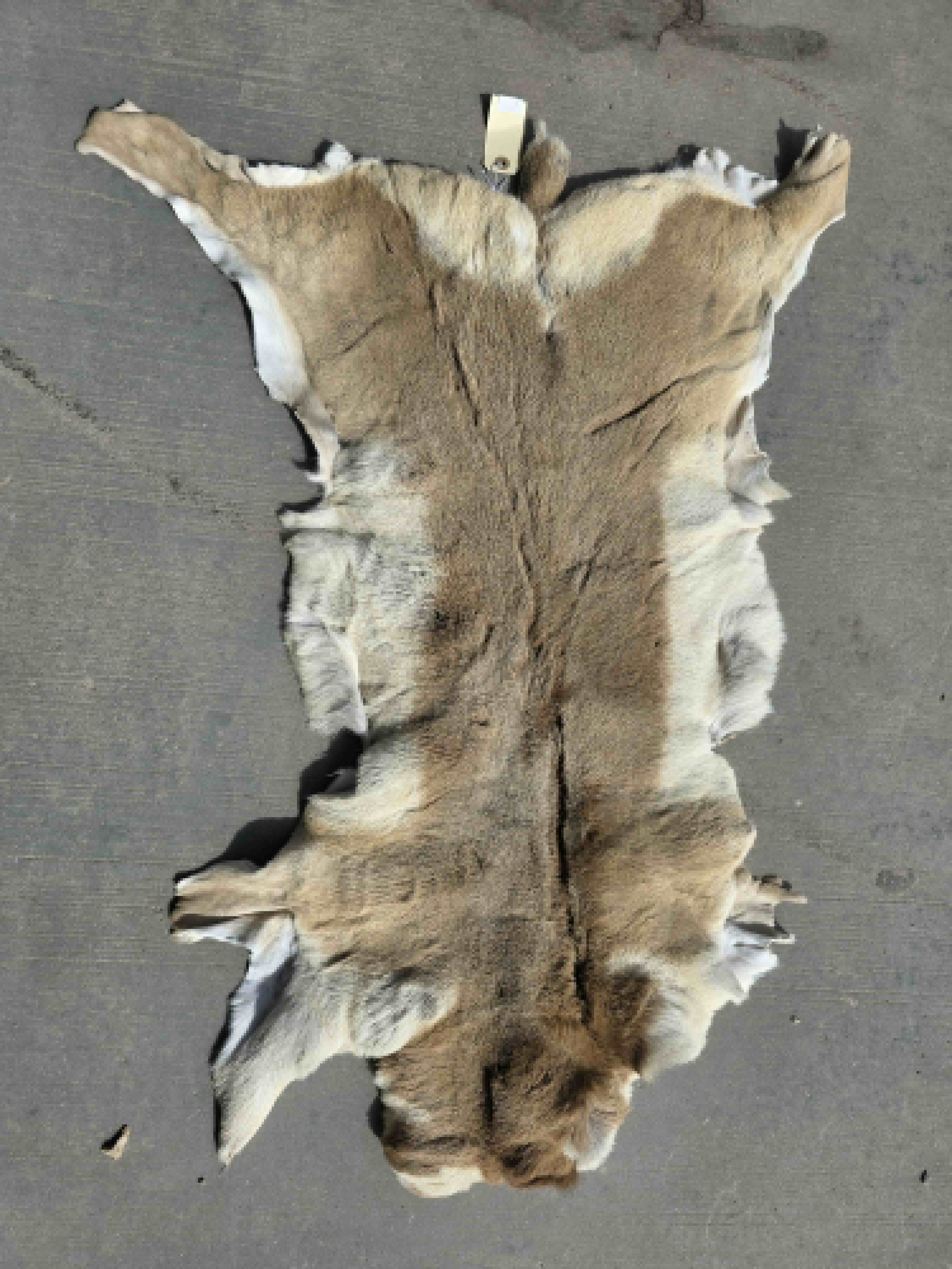 FHRAN92 - Natural Pronghorn Antelope Hide / Fur – 34” x 18”
